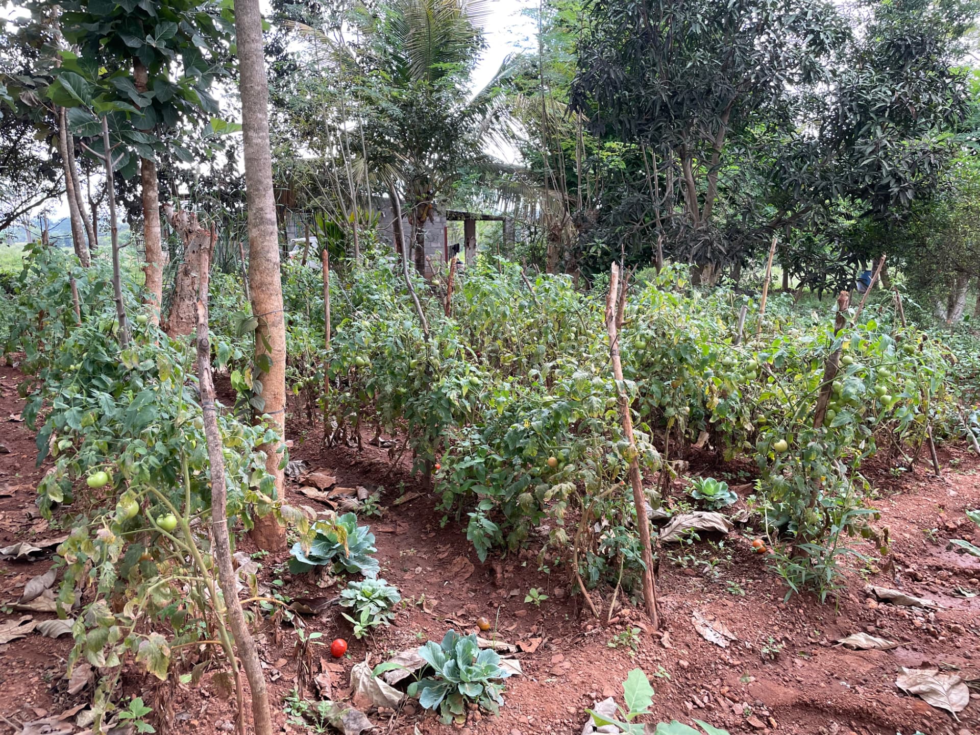 Staked tomato plants and cabbages growing in red soil near the farm shed