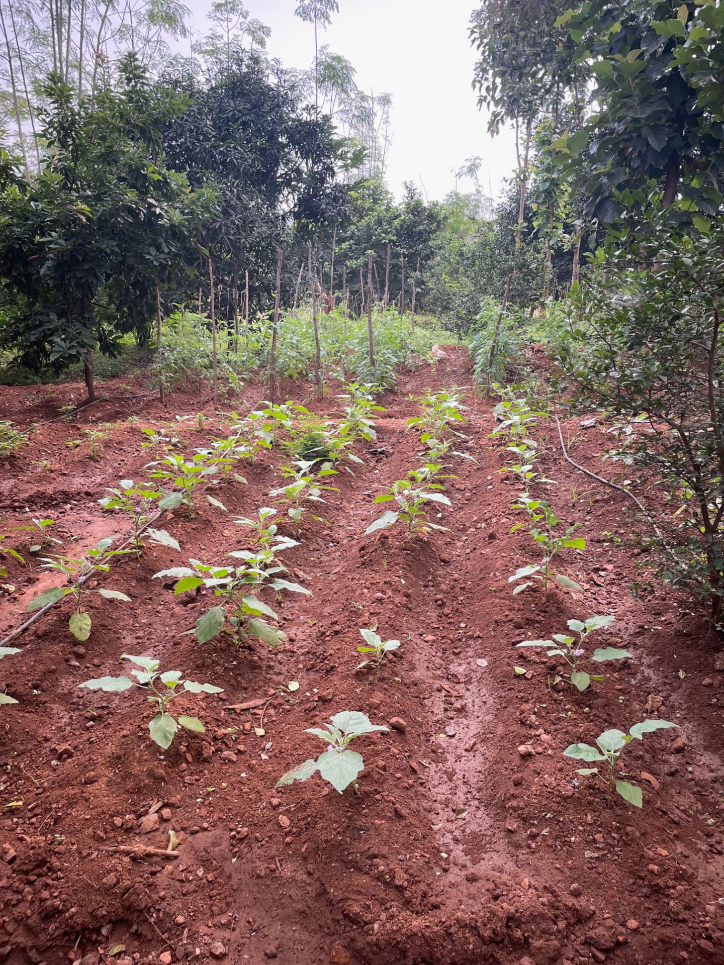 Young brinjal seedlings planted in rows on red soil between fruit trees