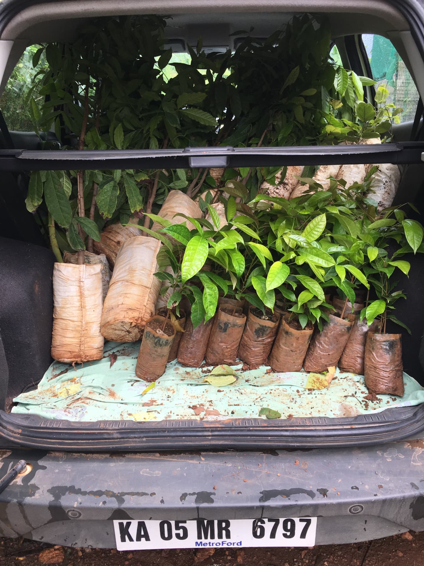 Car boot filled with fruit tree saplings in nursery bags