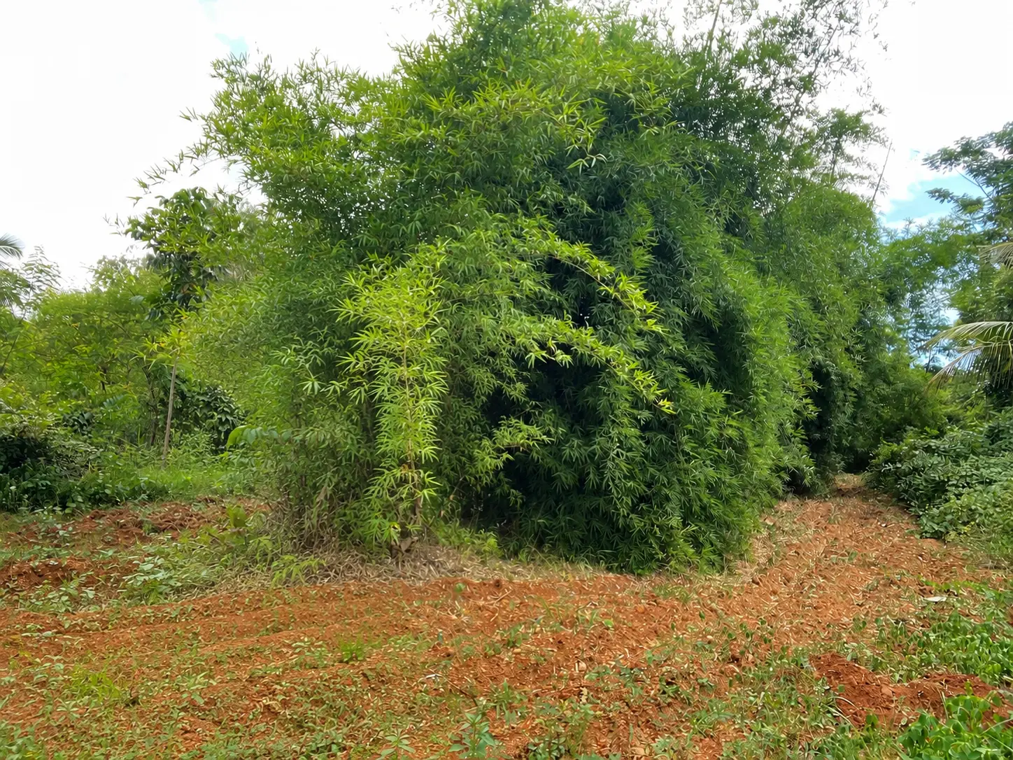 A huge bamboo clump arching over freshly tilled red soil at the farm