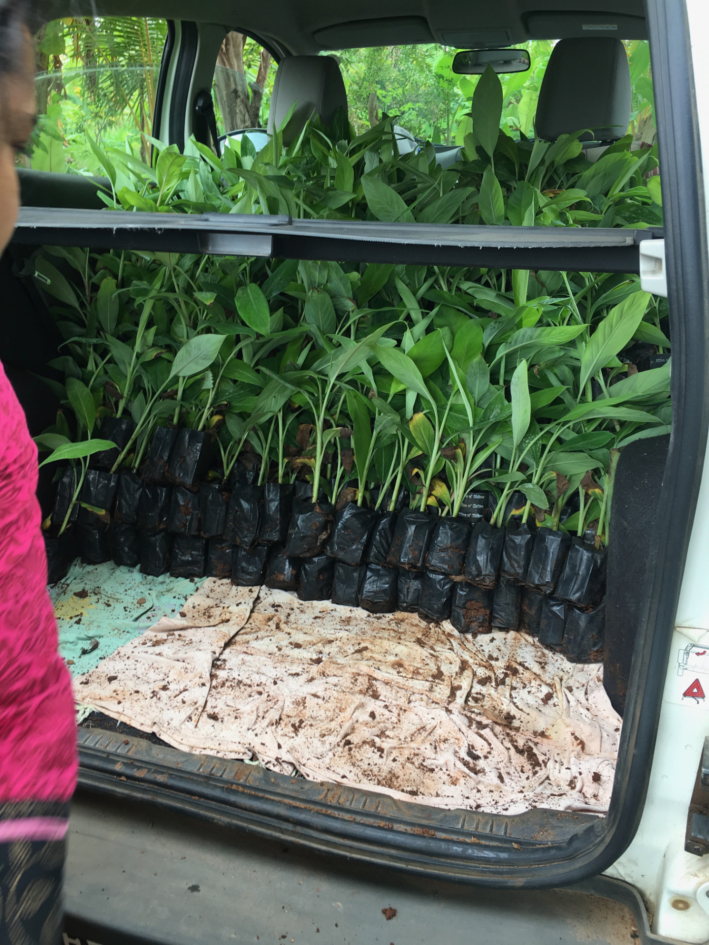 Car boot packed with rows of banana saplings in black nursery bags
