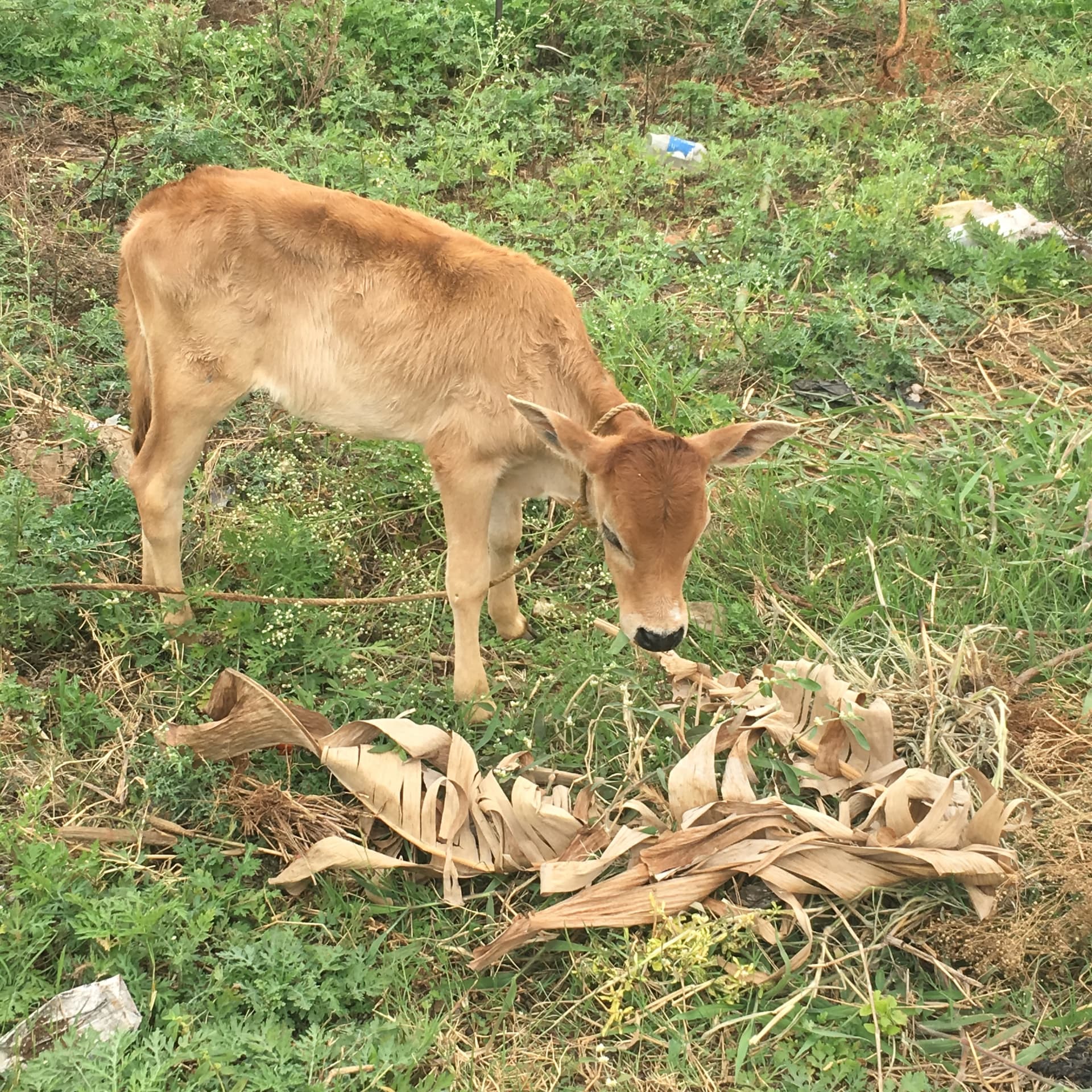 Young calf grazing on dry banana leaves in green grass