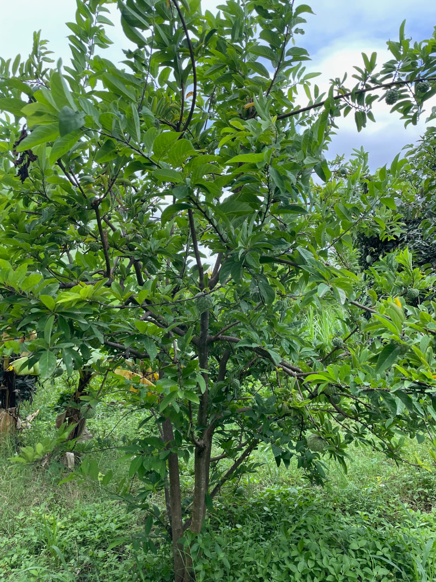 Custard apple tree carrying dozens of green fruits