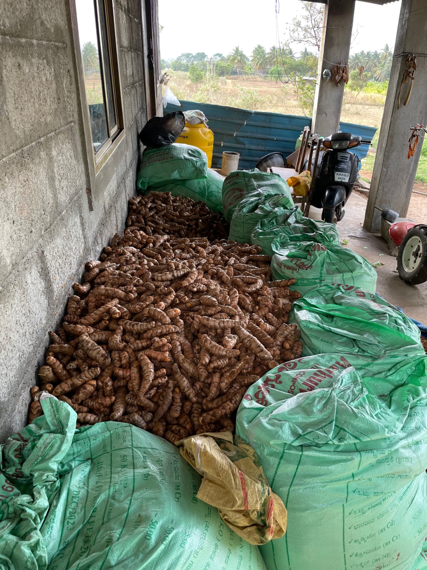 Heap of harvested turmeric rhizomes beside filled green sacks