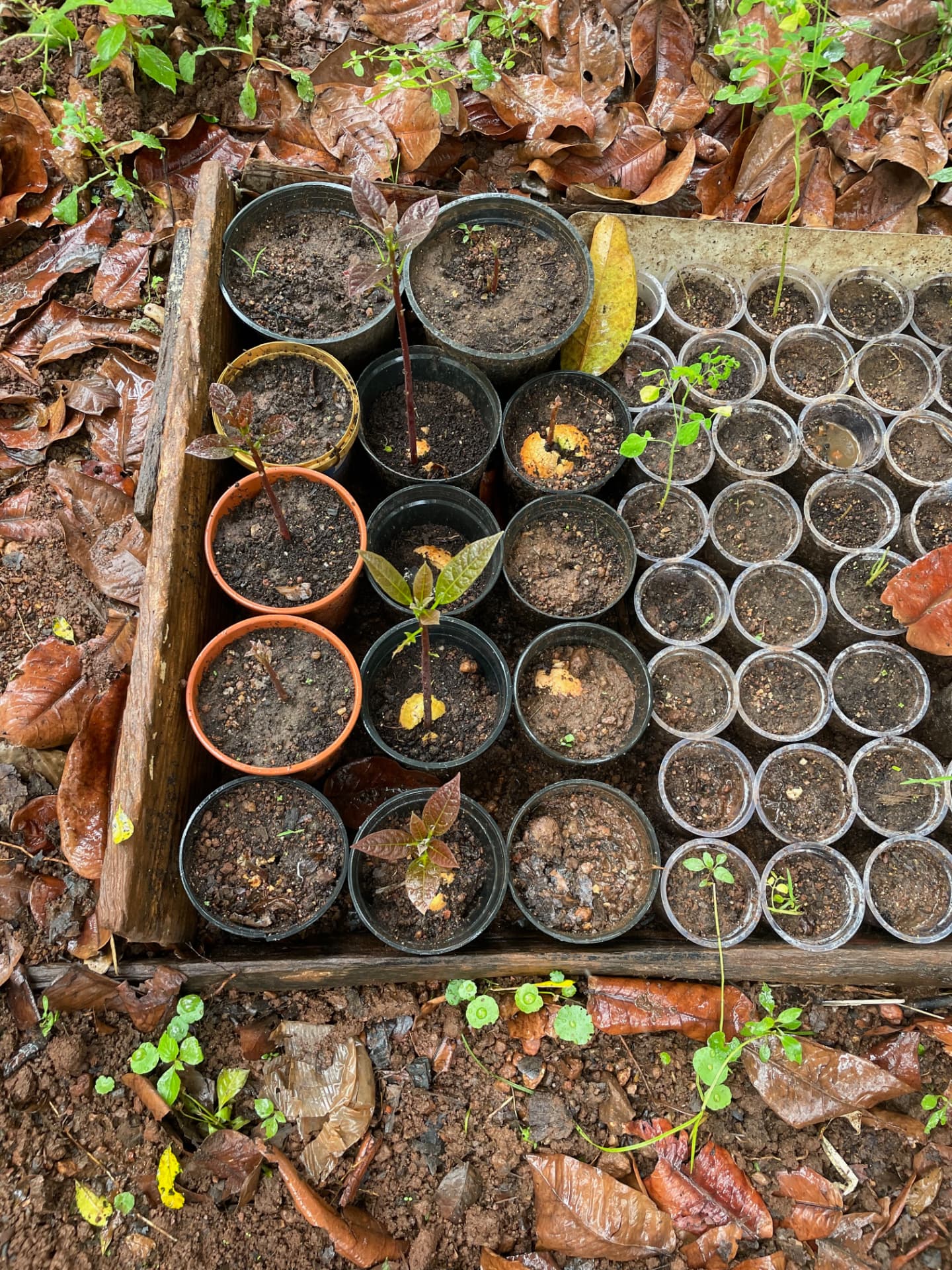 Wooden tray of seedlings in reused pots and cups on the forest floor
