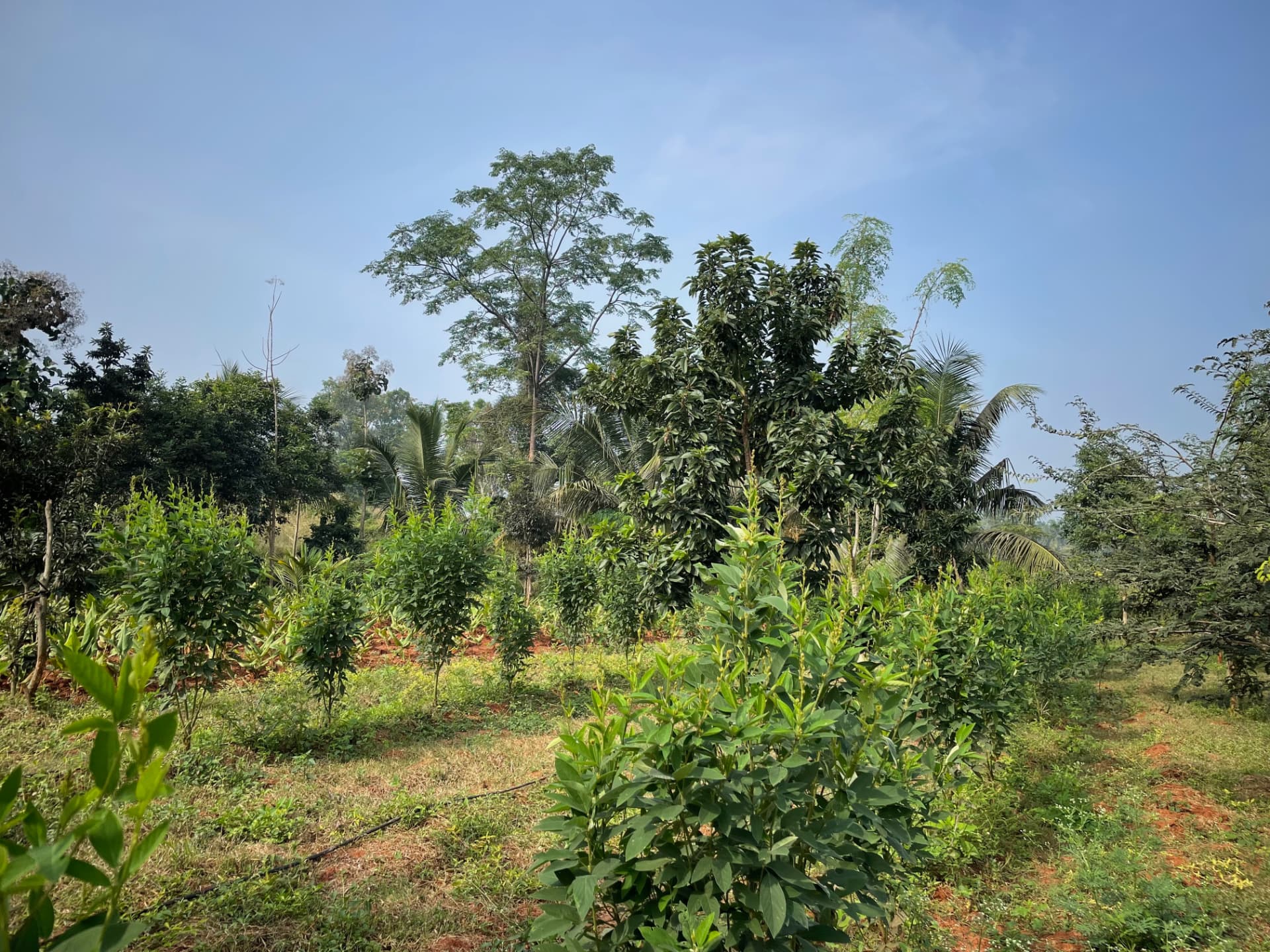 Wide view of the farm with avocado, coconut and timber trees filling the sky