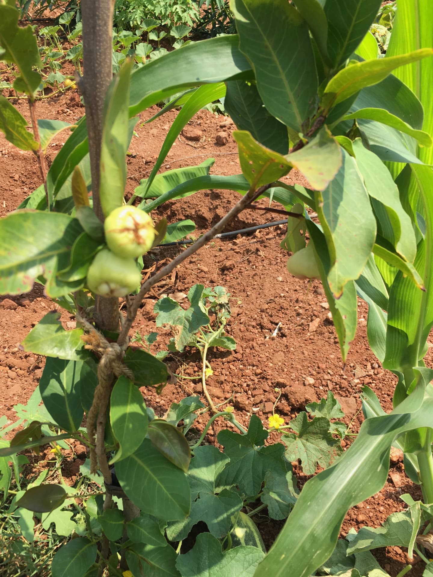 Malaysian apple (water apple) fruit ripening among maize and creeper vines