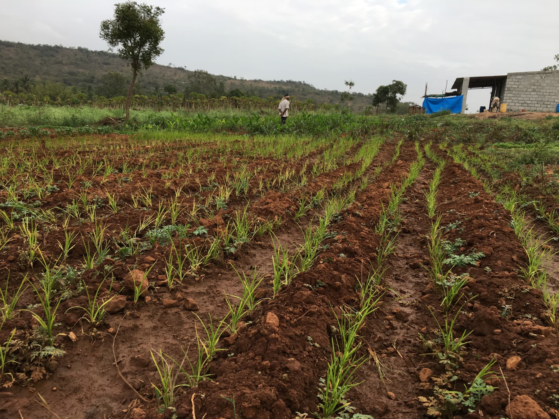 Rows of young millet seedlings in tilled red earth