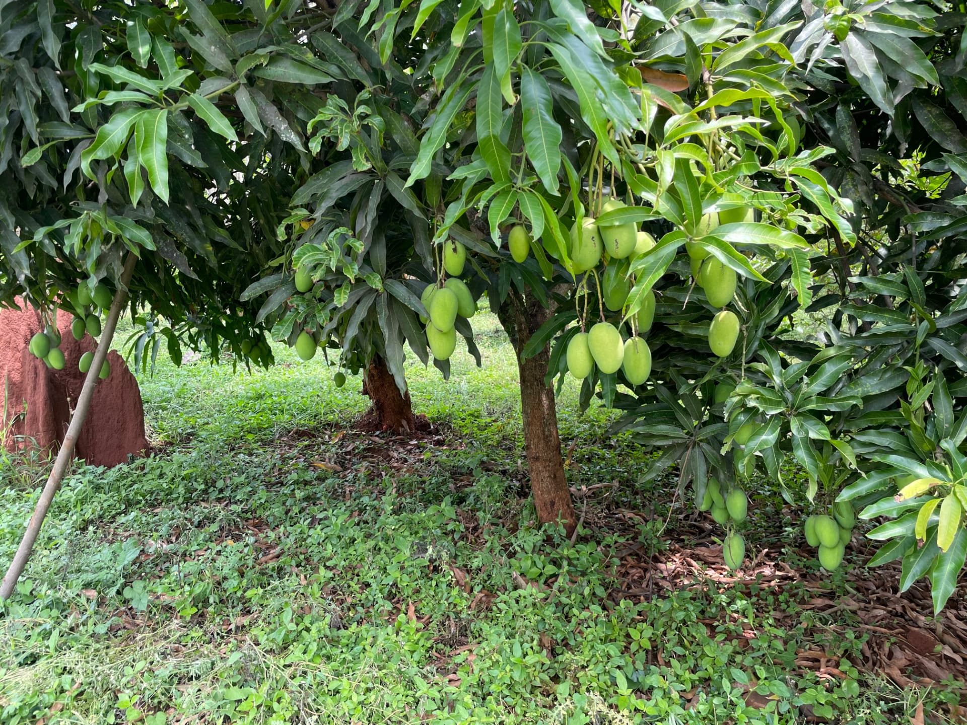 Mango trees heavy with unripe green mangoes above a grassy orchard floor