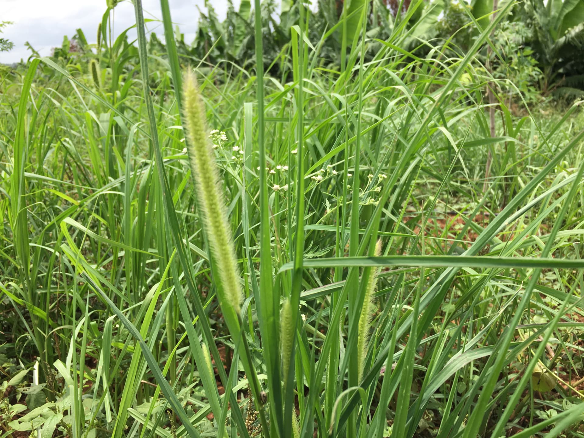 Foxtail millet heads rising above green grass near banana plants