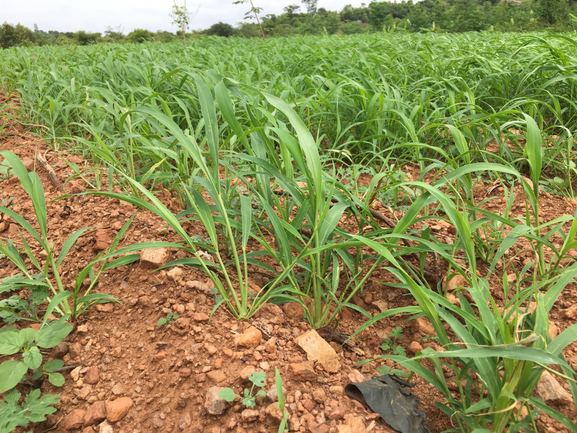Young millet plants growing in rows across rocky red soil