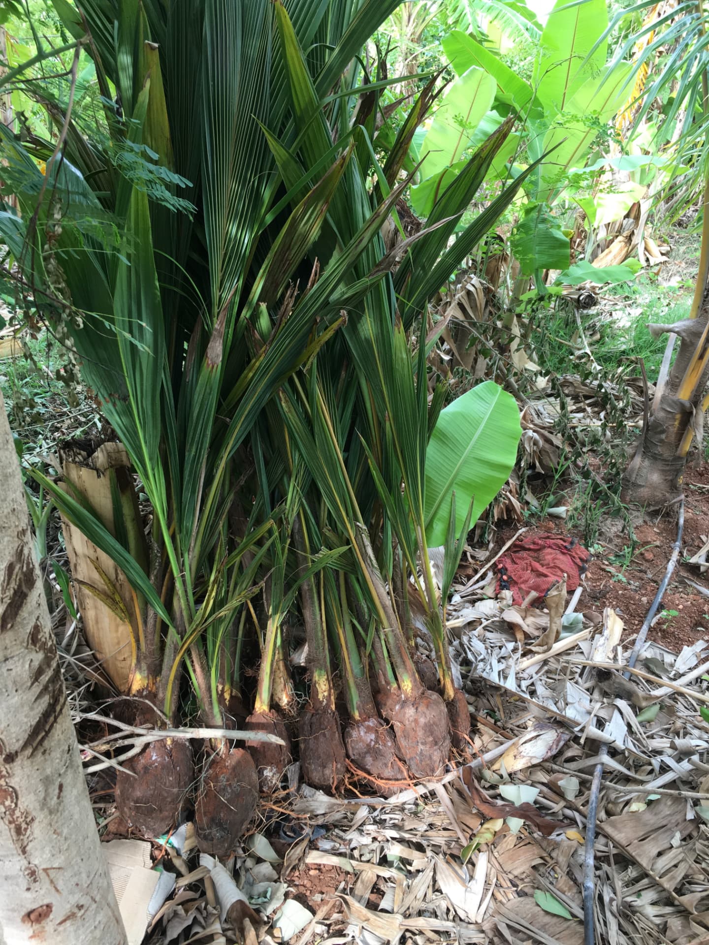 Bundle of young coconut saplings resting on mulch before planting