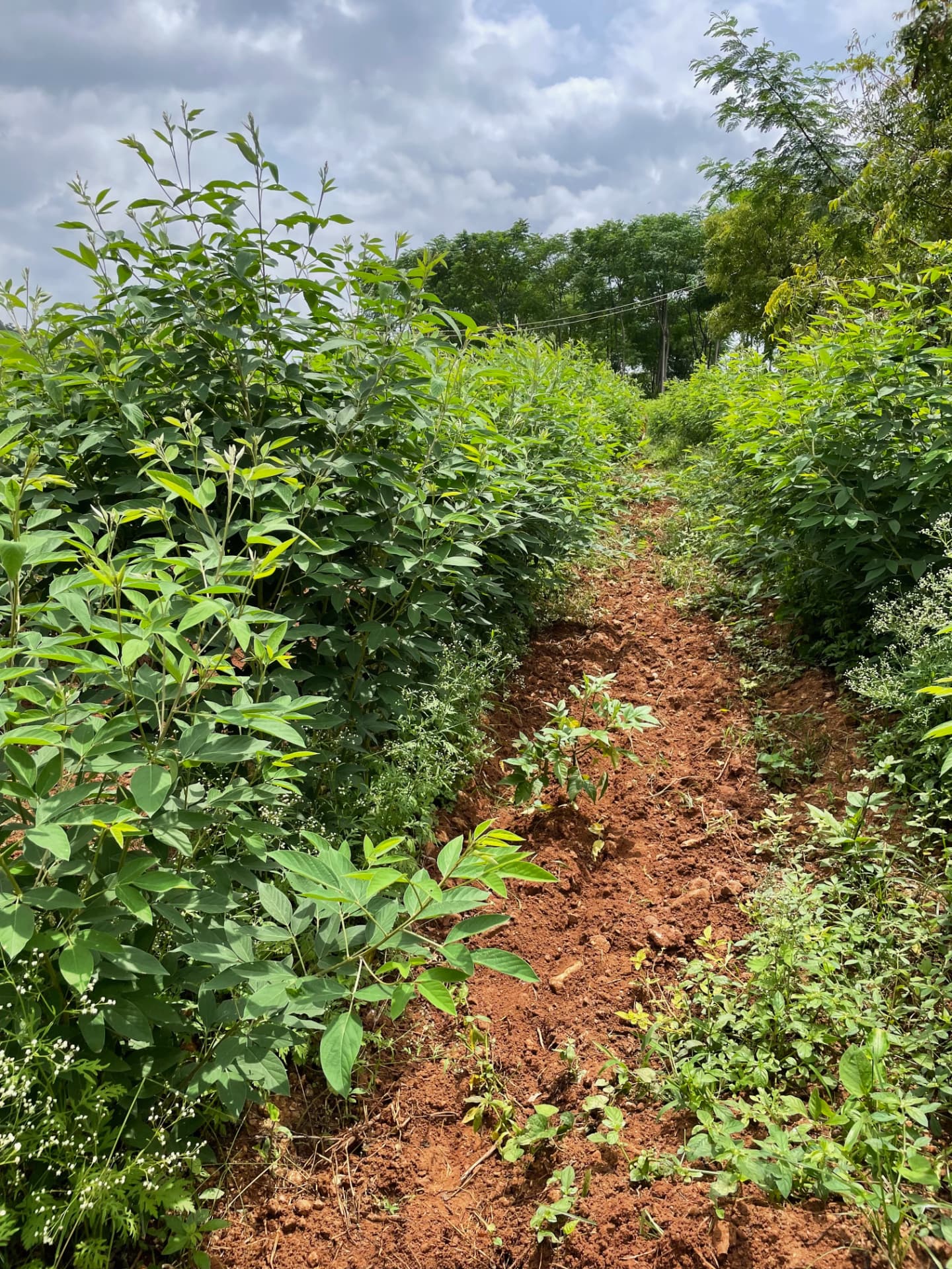 Tall pigeon pea bushes lining a red soil path with young saplings