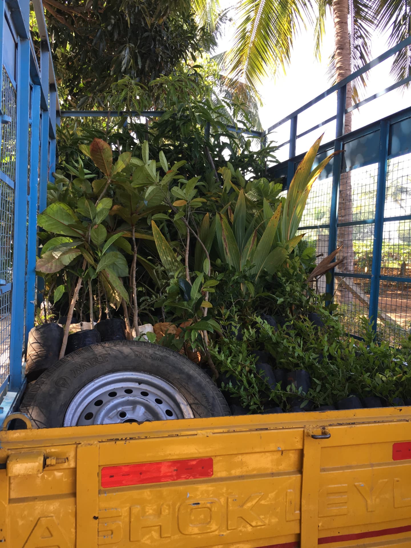 Truck loaded with fruit and timber saplings in black nursery bags