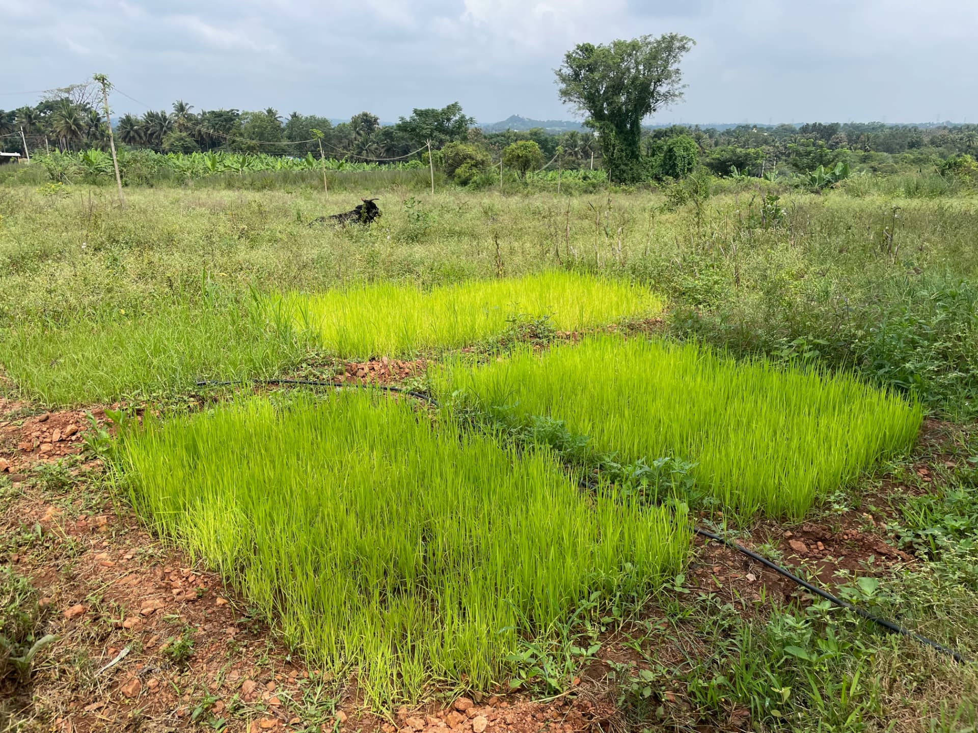 Bright green paddy nursery patches in a grassy field