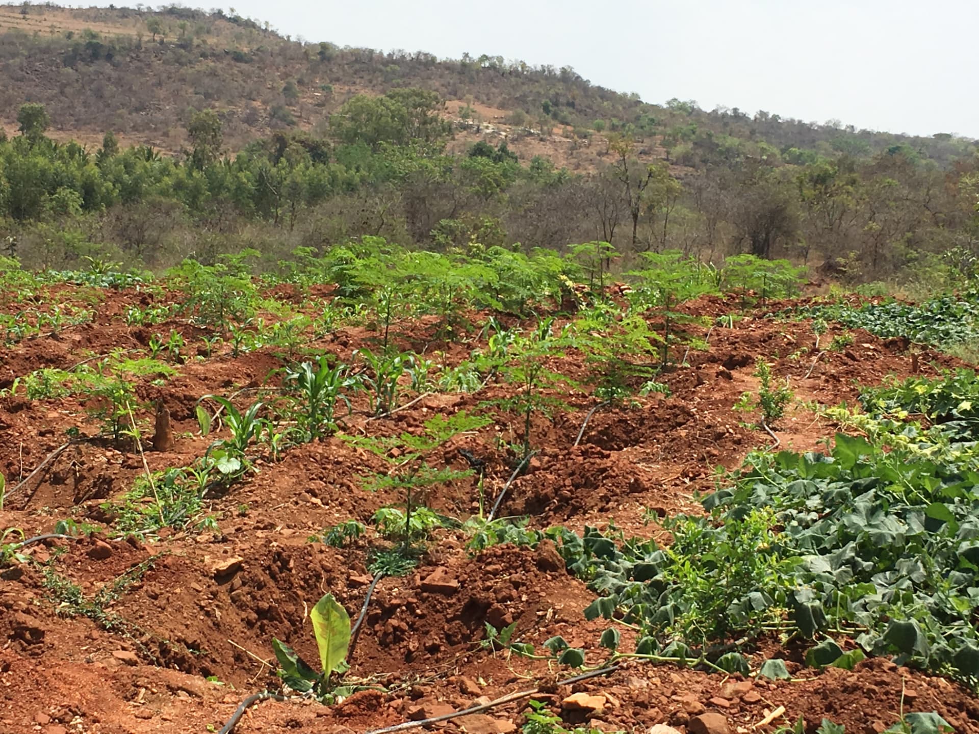 Moringa, maize and creepers growing along the hill slope