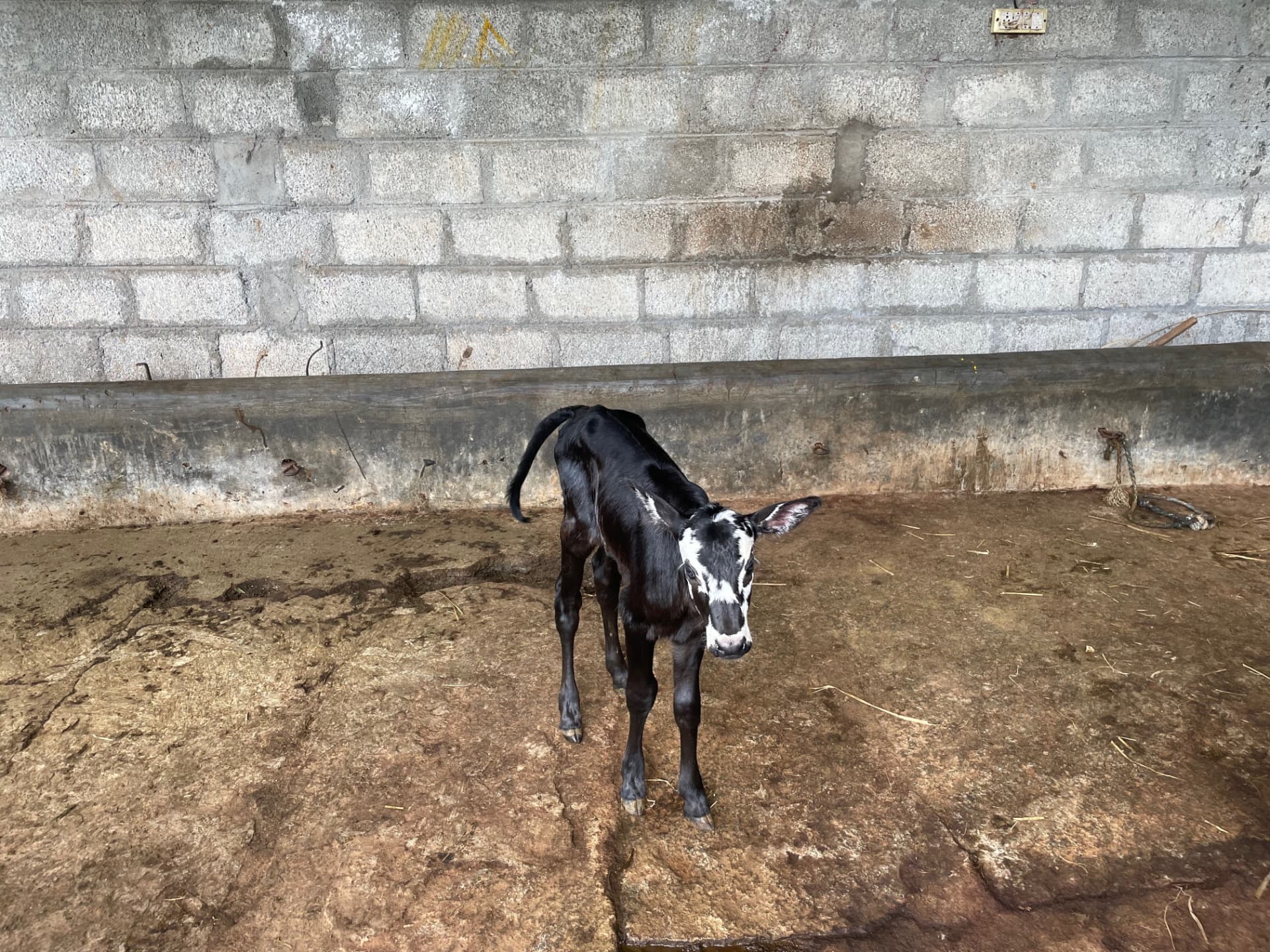 Newborn black and white calf standing in the farm cattle shed