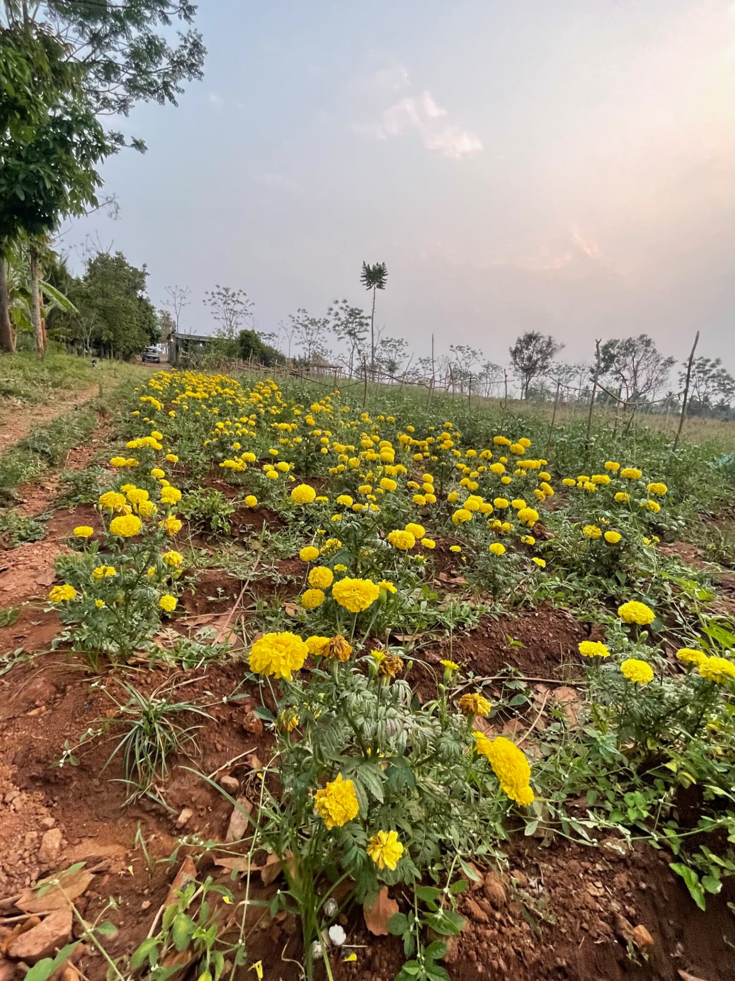 A long bed of yellow marigolds flowering at sunset