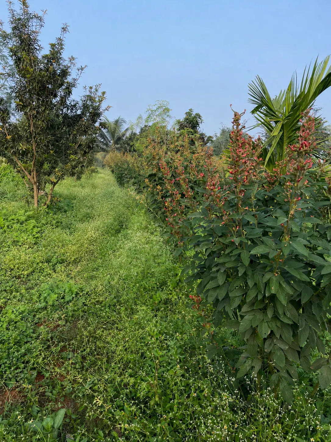 Row of red flowering shrubs beside a grassy path lined with fruit trees