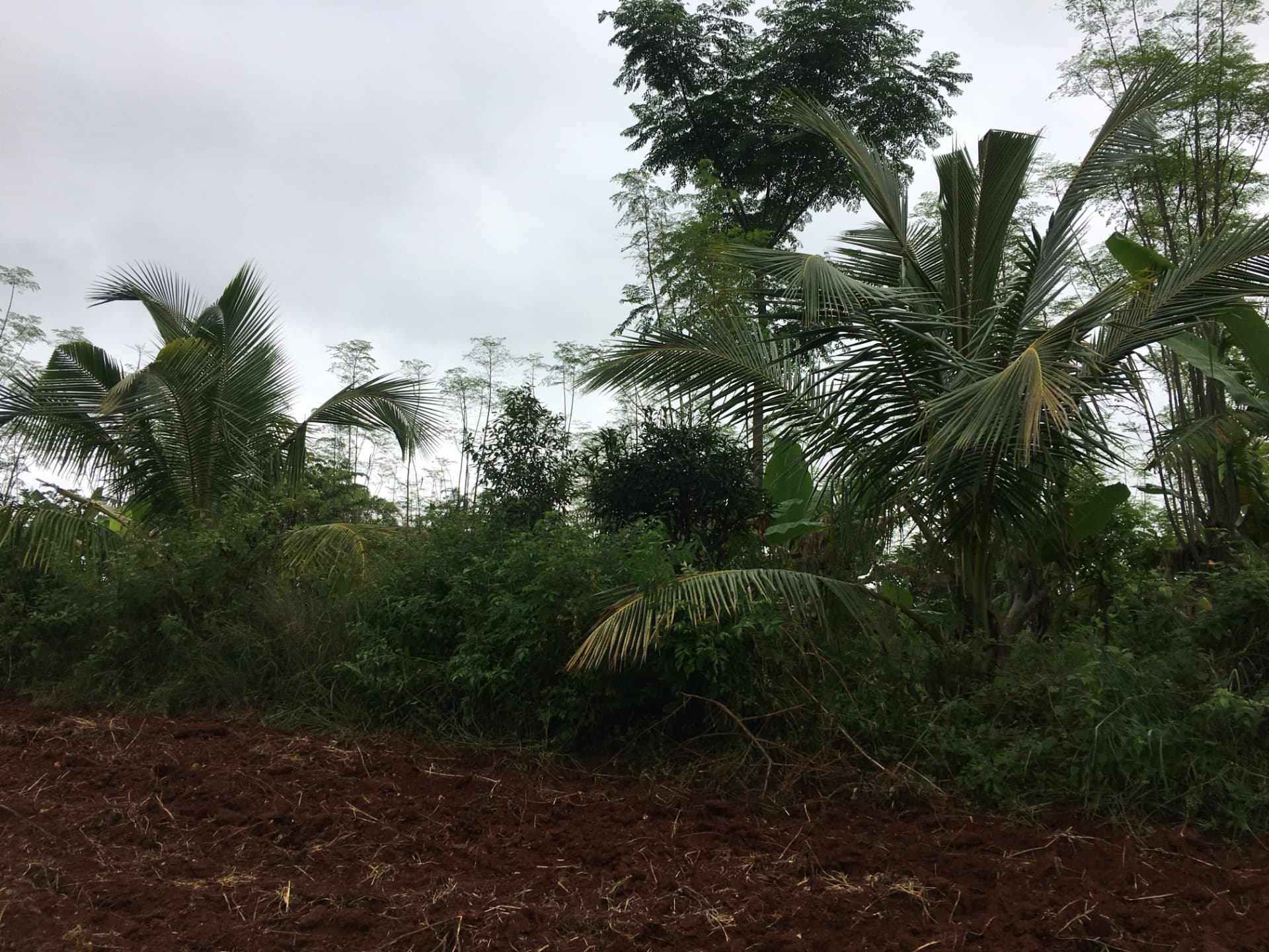 Coconut palms and mixed trees along the edge of freshly ploughed red soil