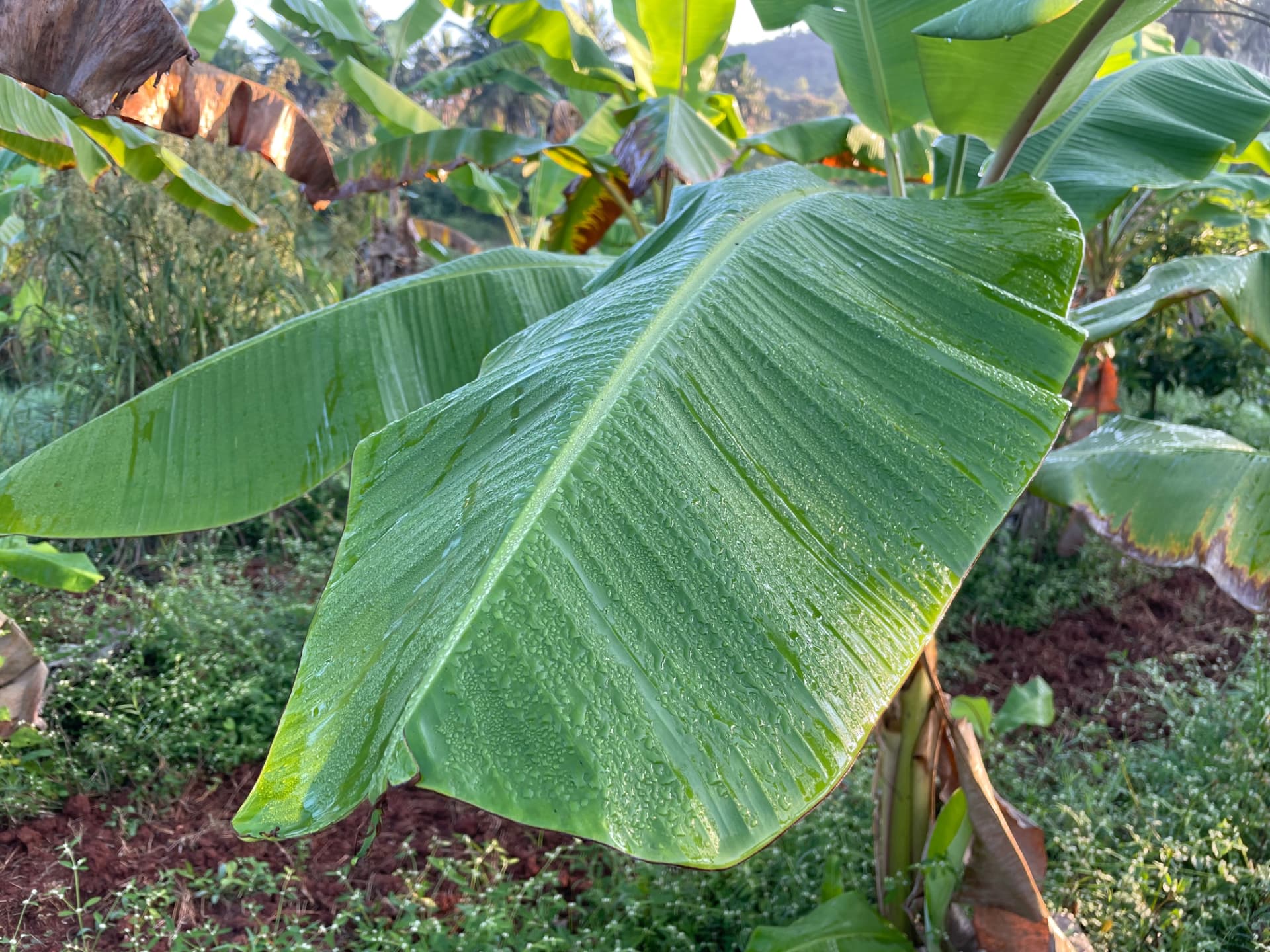 Dew covered banana leaf glistening in early morning light