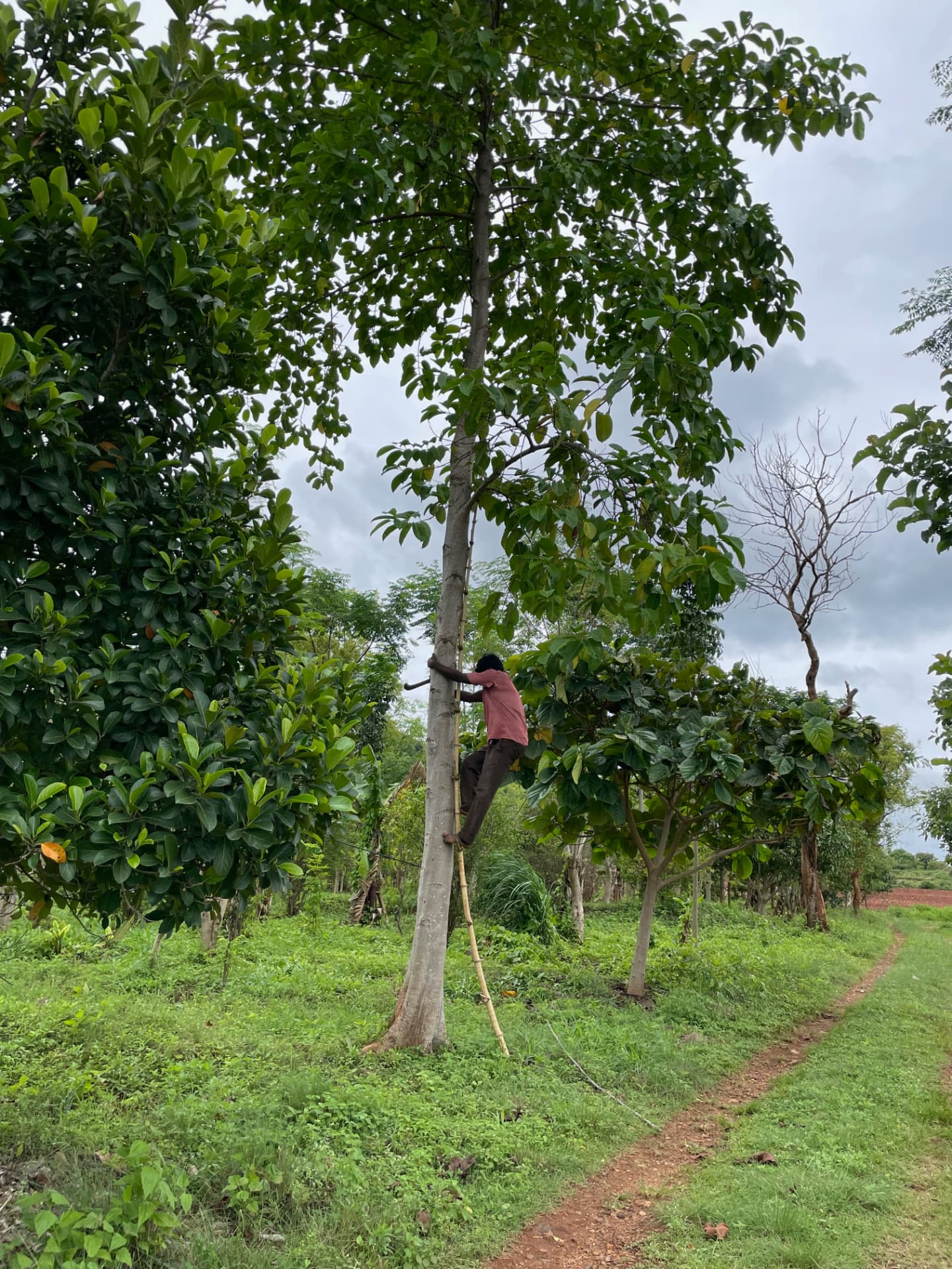 Farm worker climbing a tall tree on a bamboo ladder