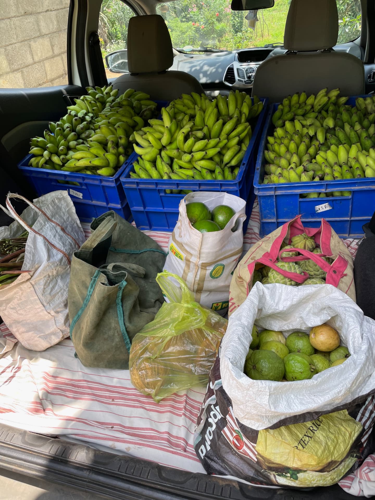 Car boot loaded with crates of bananas, avocado, custard apple and guava