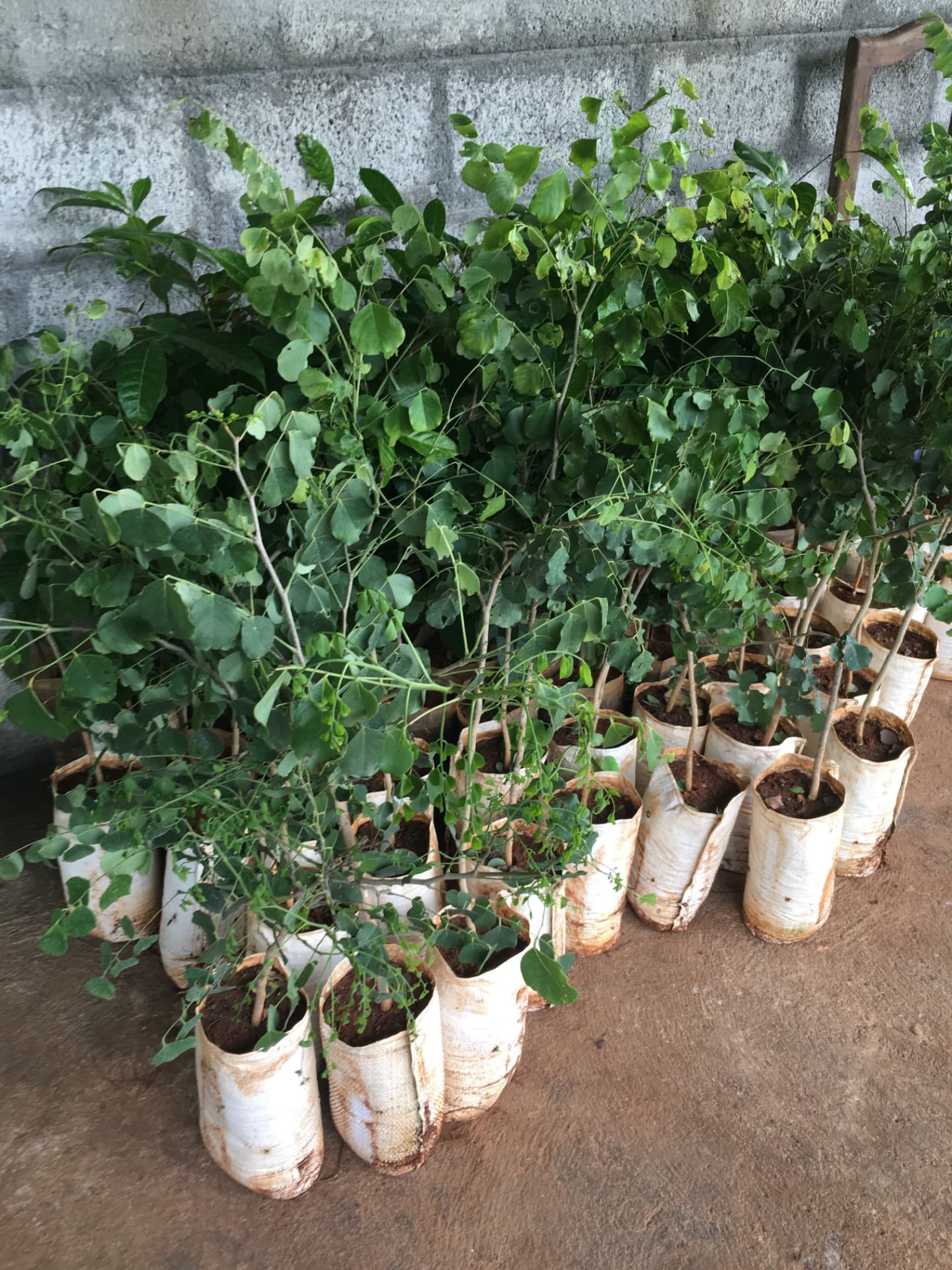 Rows of nursery bags with young saplings against a block wall