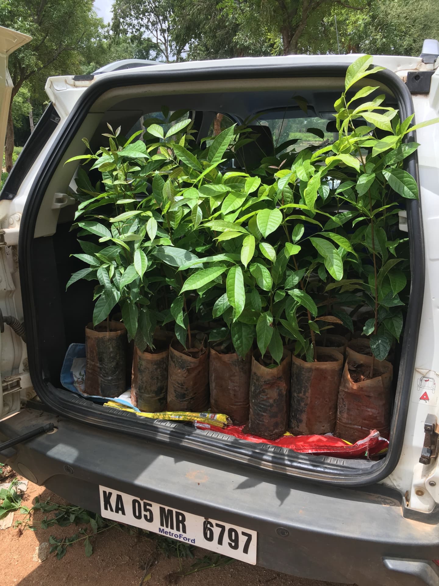 Car boot filled with potted fruit saplings ready for planting