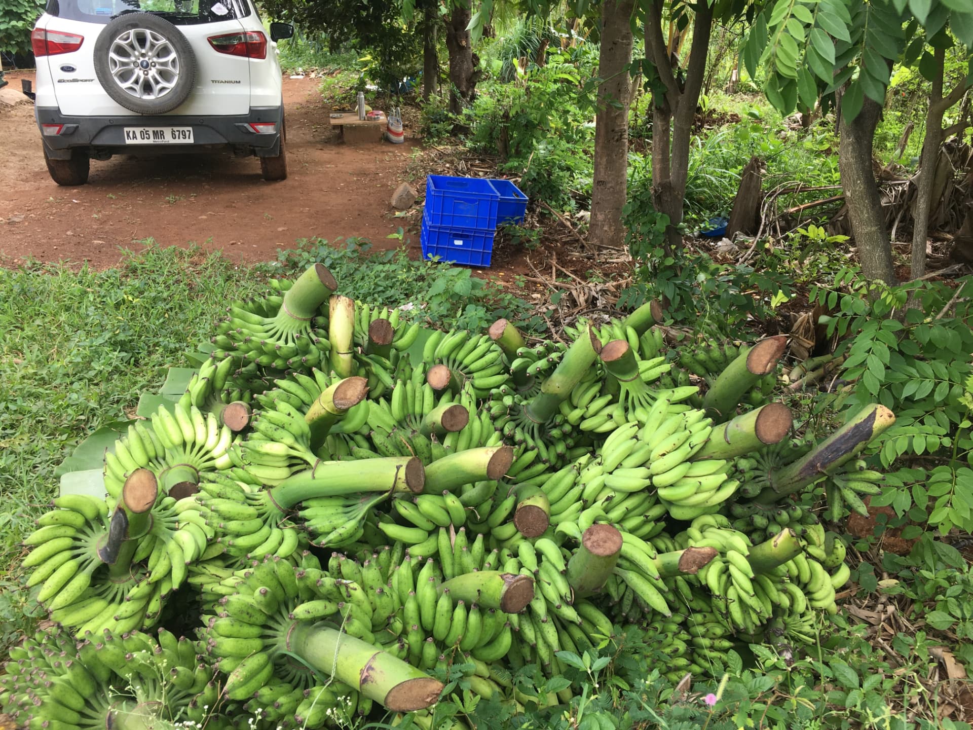 Harvested bunches of green bananas piled beside the farm track