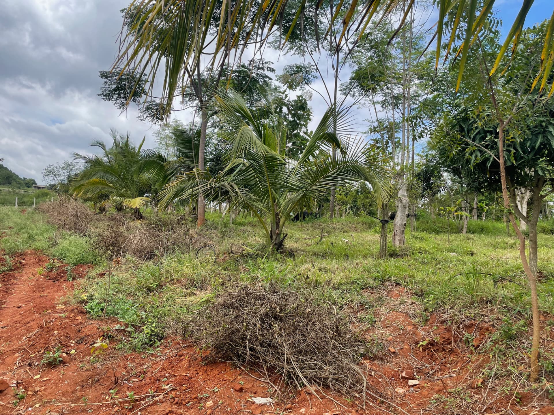 Young coconut palms and mango trees growing along a red soil path