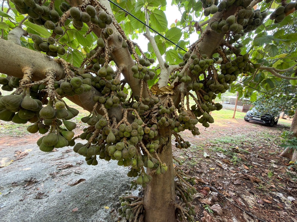 Cluster figs growing straight off the trunk and branches of a fig tree