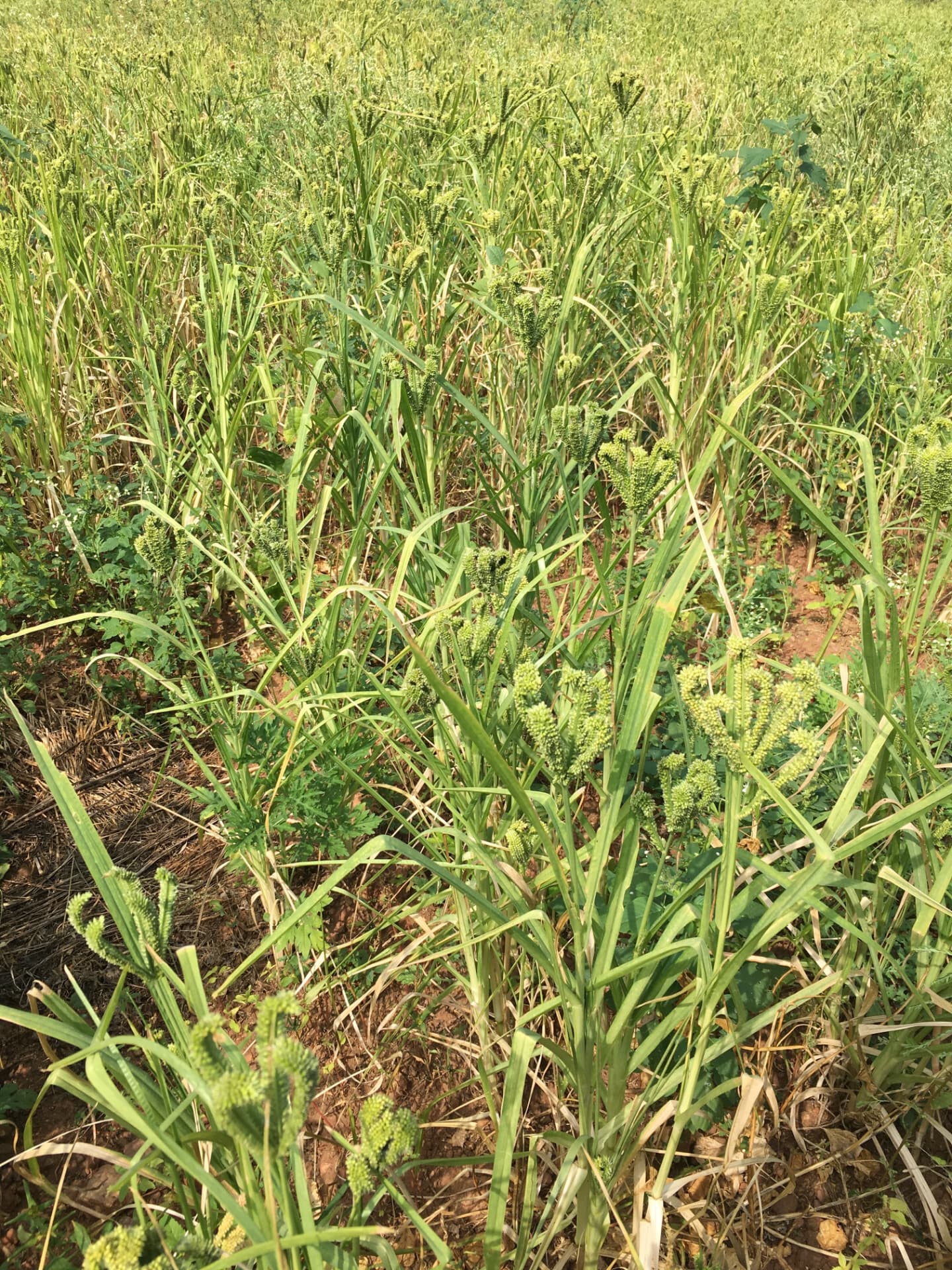 Field of finger millet with green ragi heads ripening