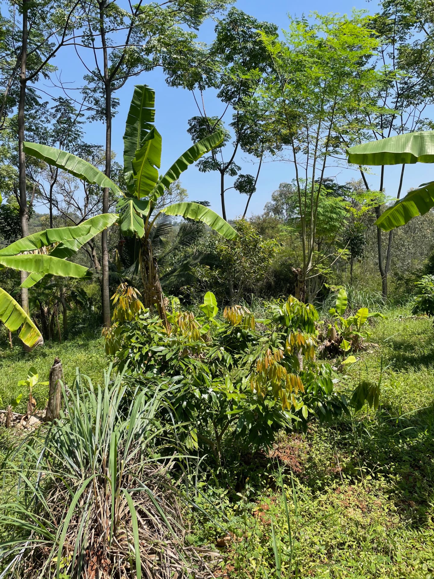 Banana plants and young trees growing together under a clear blue sky