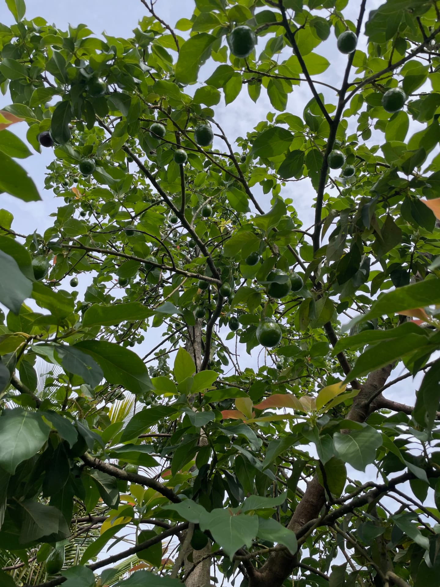 Avocado fruits hanging from a tall tree against the sky