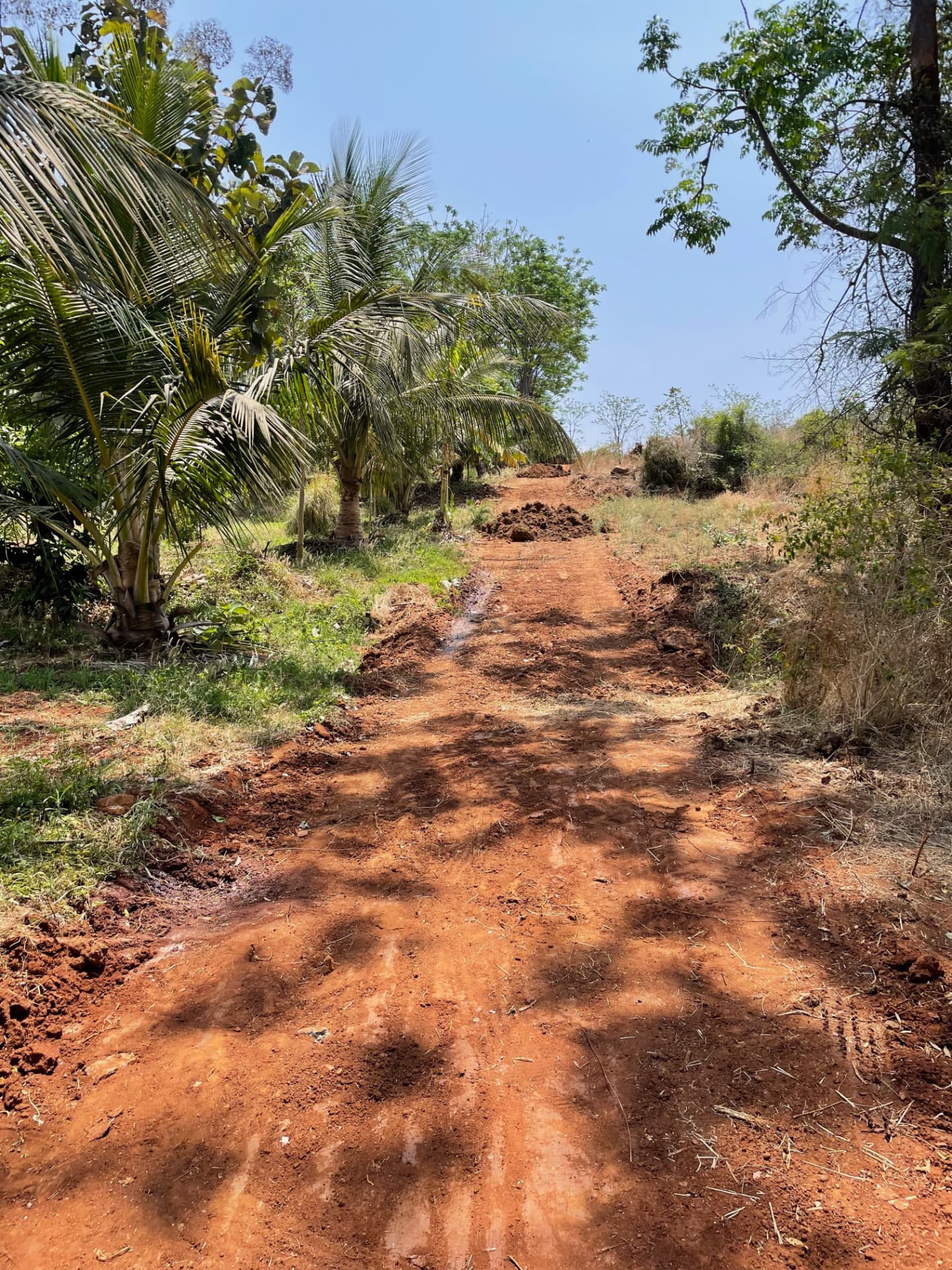 Red earth farm road lined with coconut palms under a clear sky