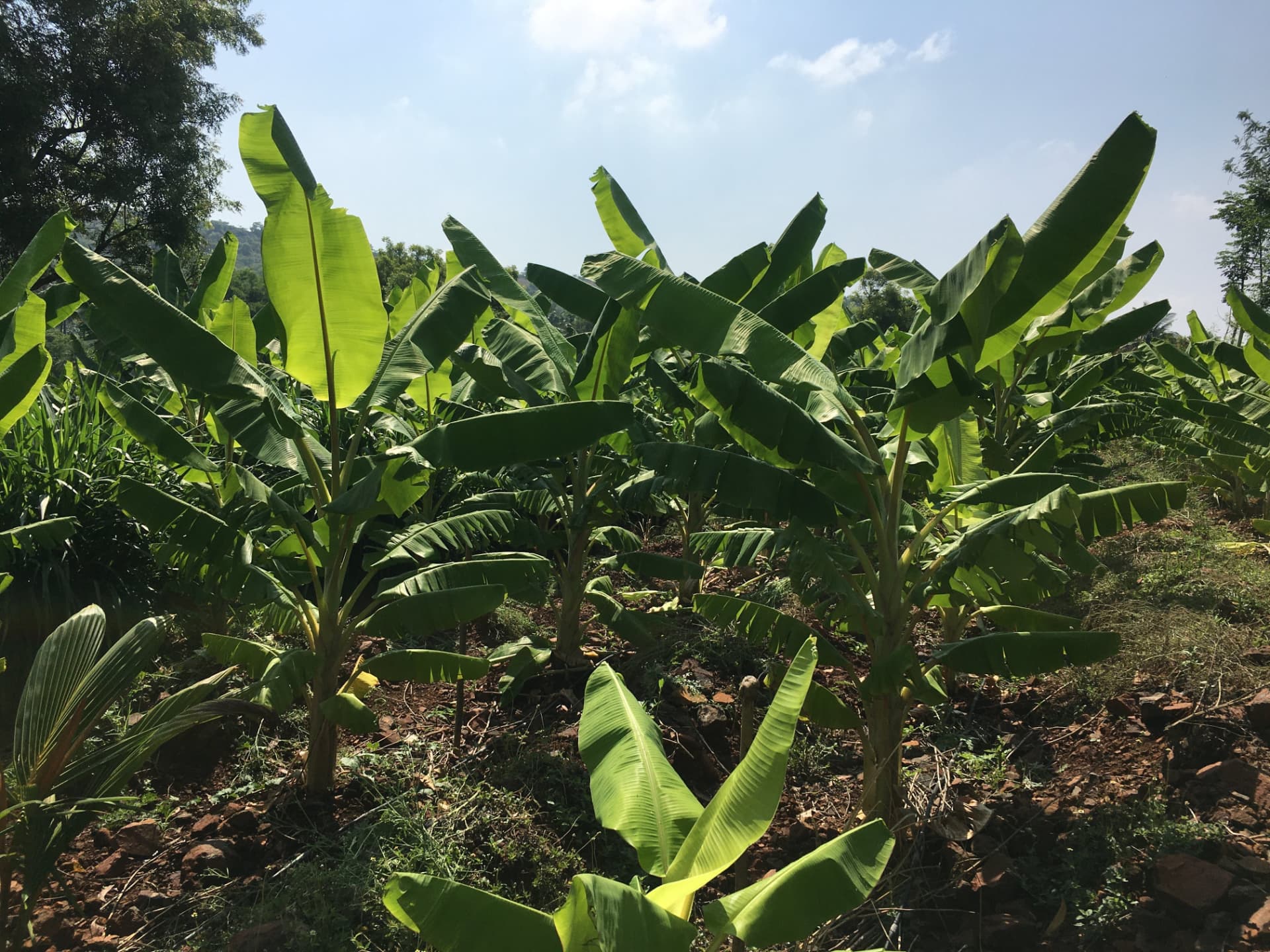 Dense banana plantation on a slope under bright midday sun