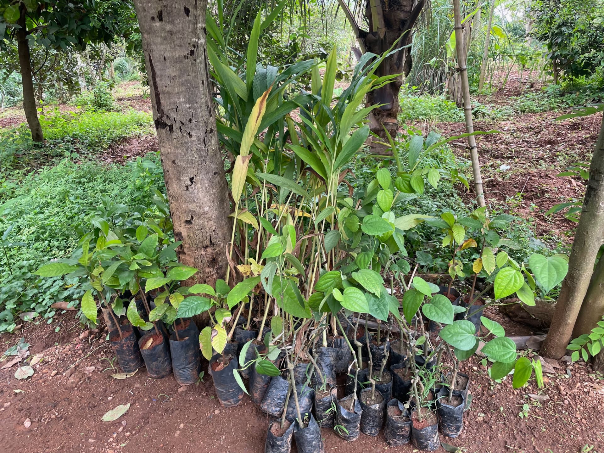 Rows of pepper vine and turmeric saplings in black bags at a tree base