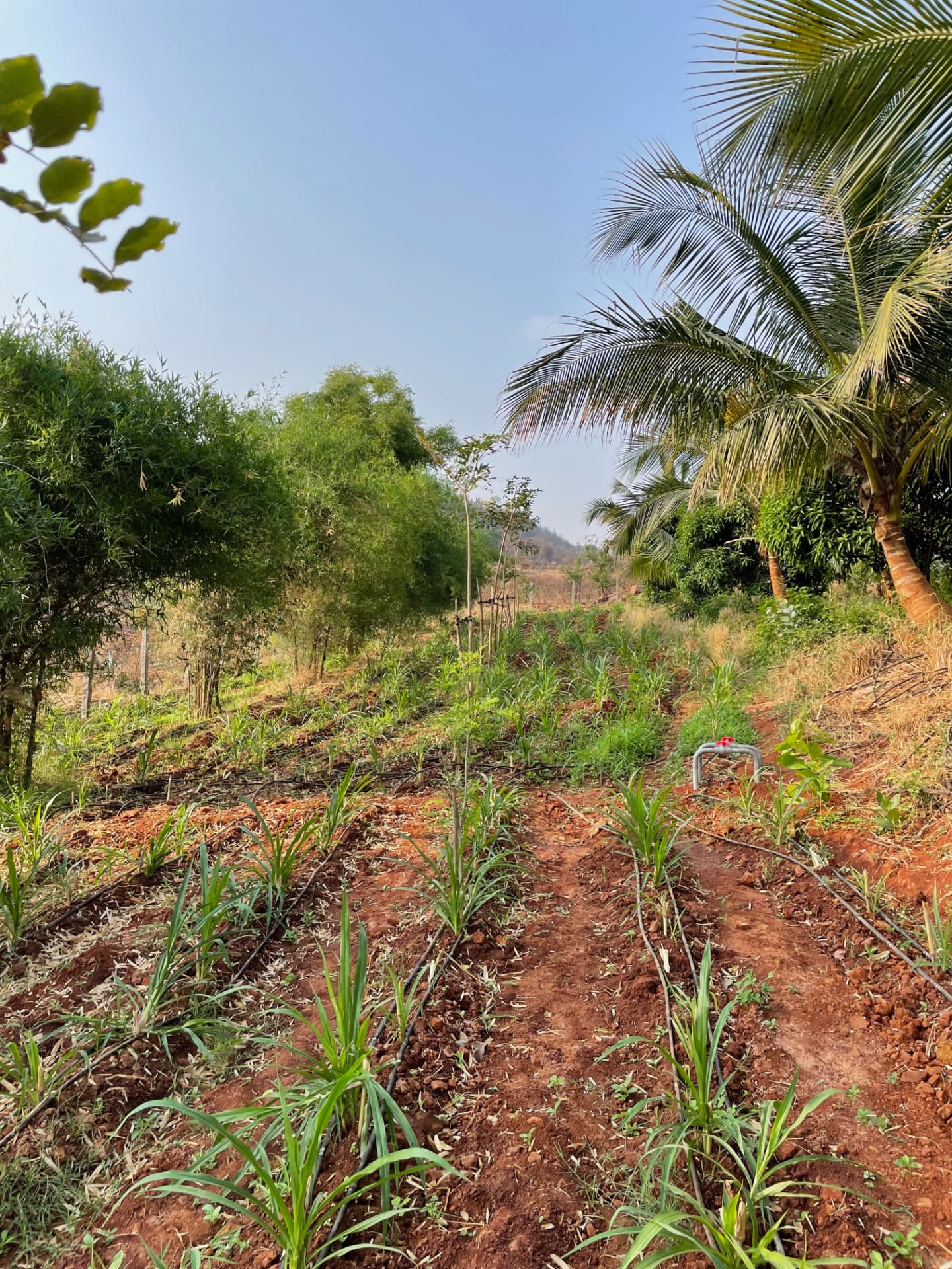Newly planted rows with drip lines running along red soil beside coconut palms