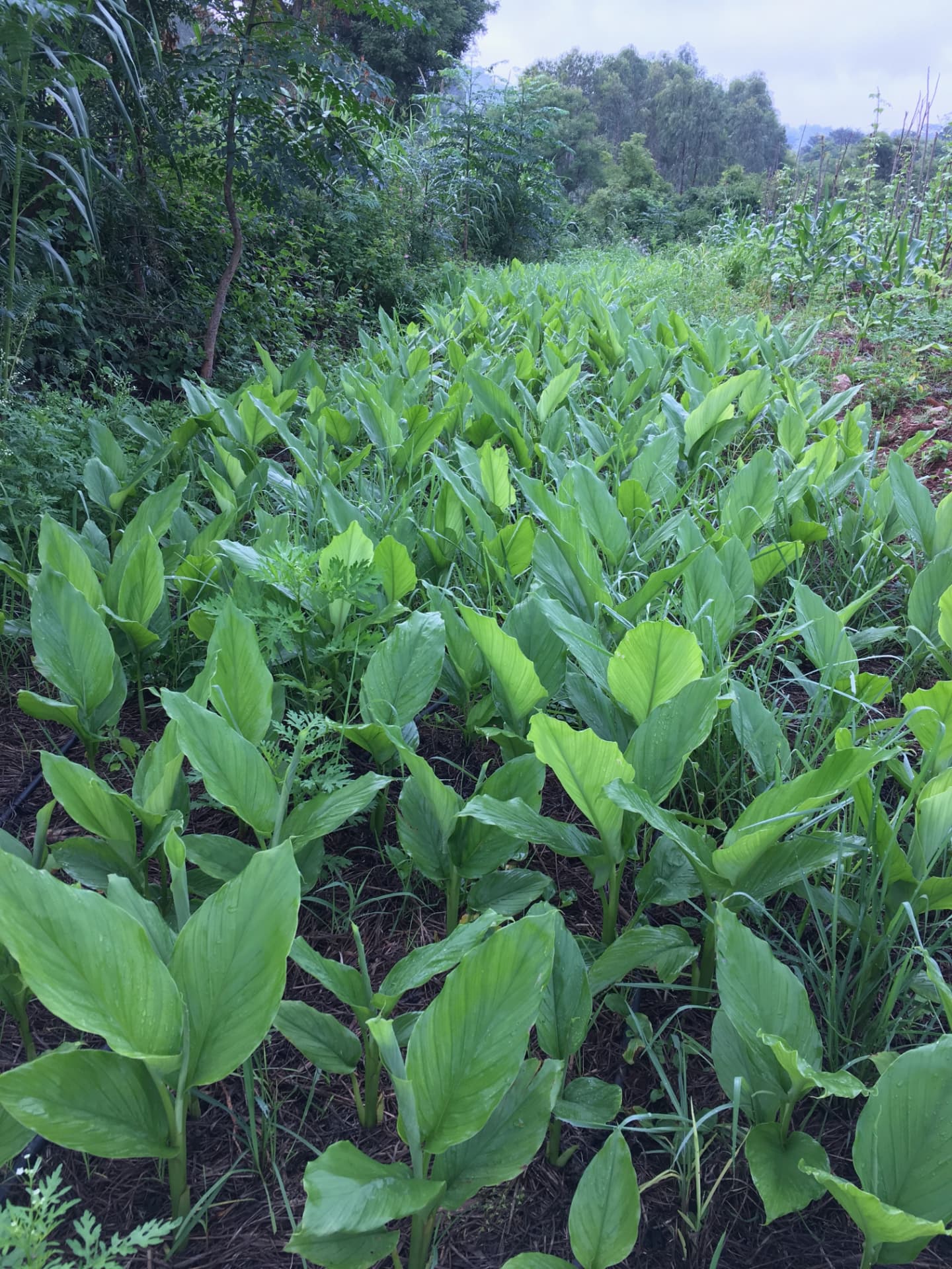 Rows of broad-leaved turmeric plants growing beside maize