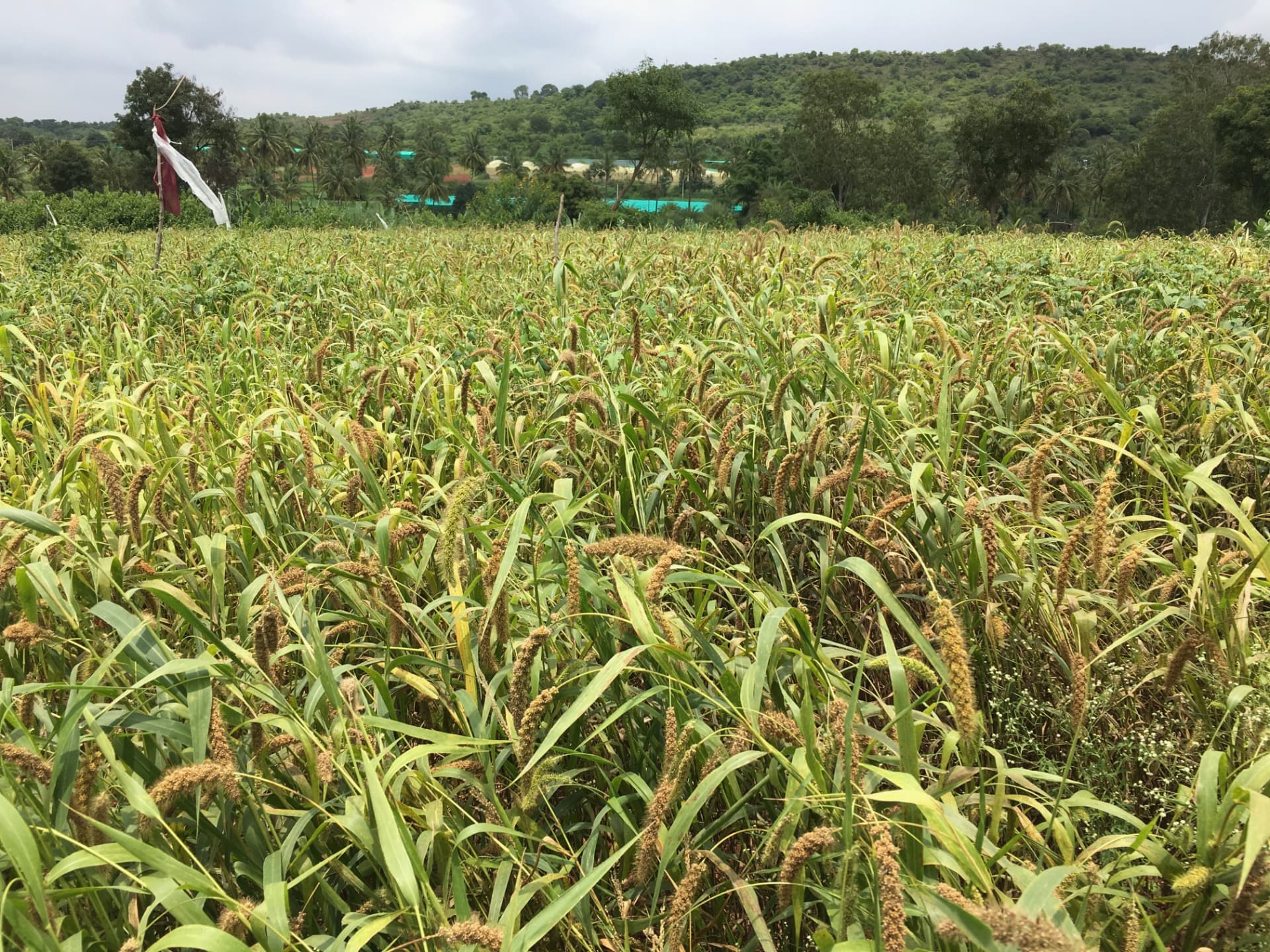Field of foxtail millet in grain with a cloth scarecrow flag and the hill behind