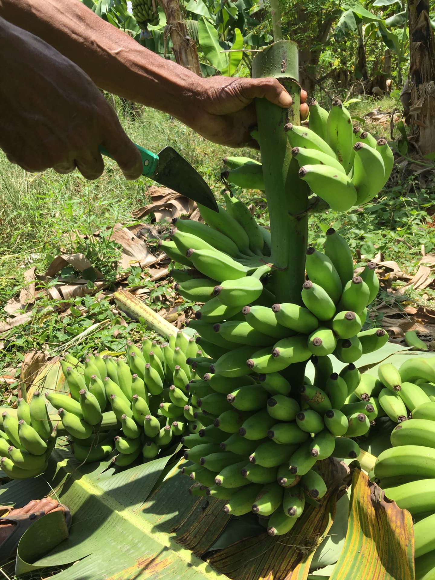 Hands cutting a bunch of green bananas with a knife in the field