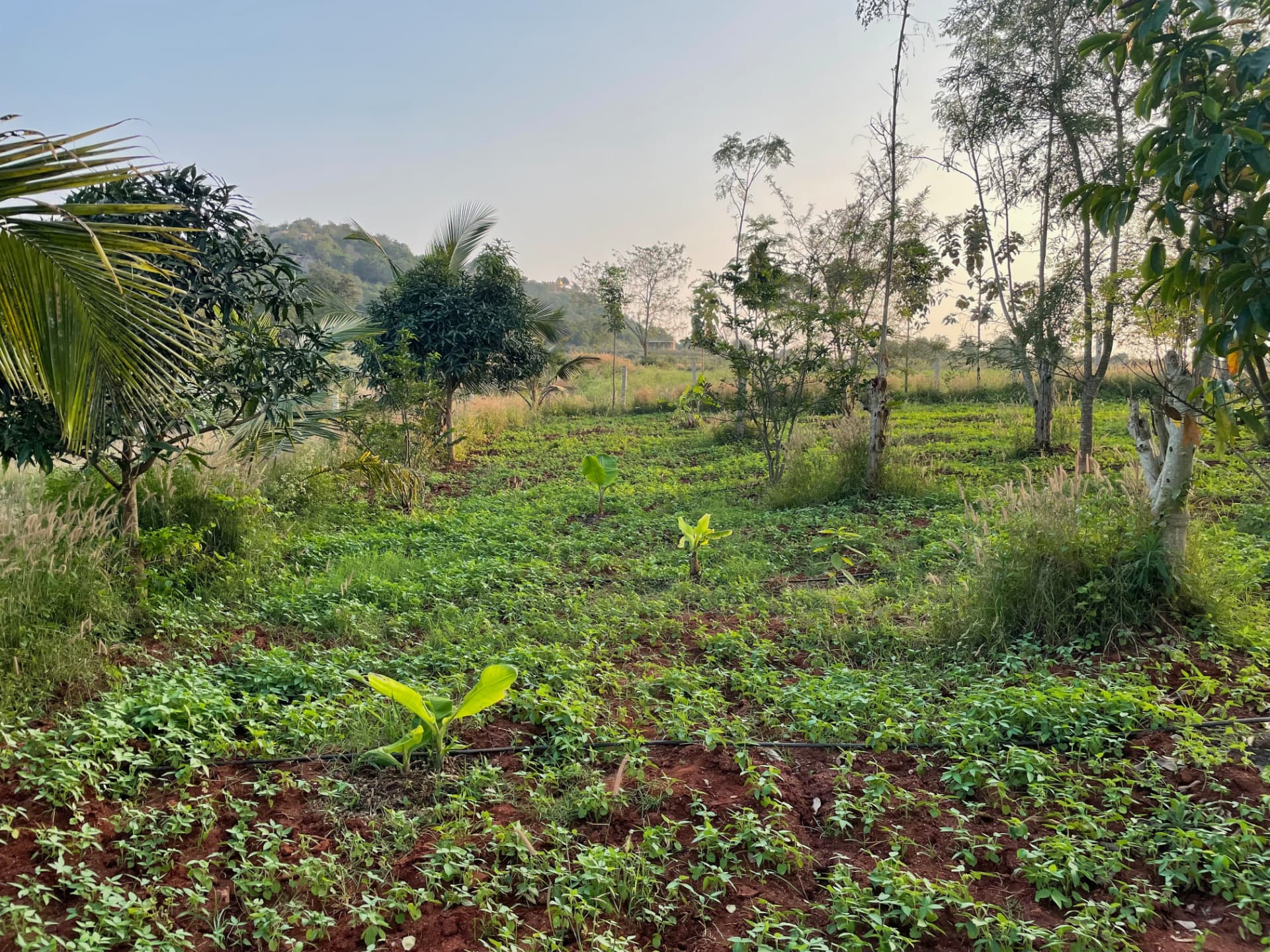 Cover crop spreading between young banana plants and fruit trees at dawn