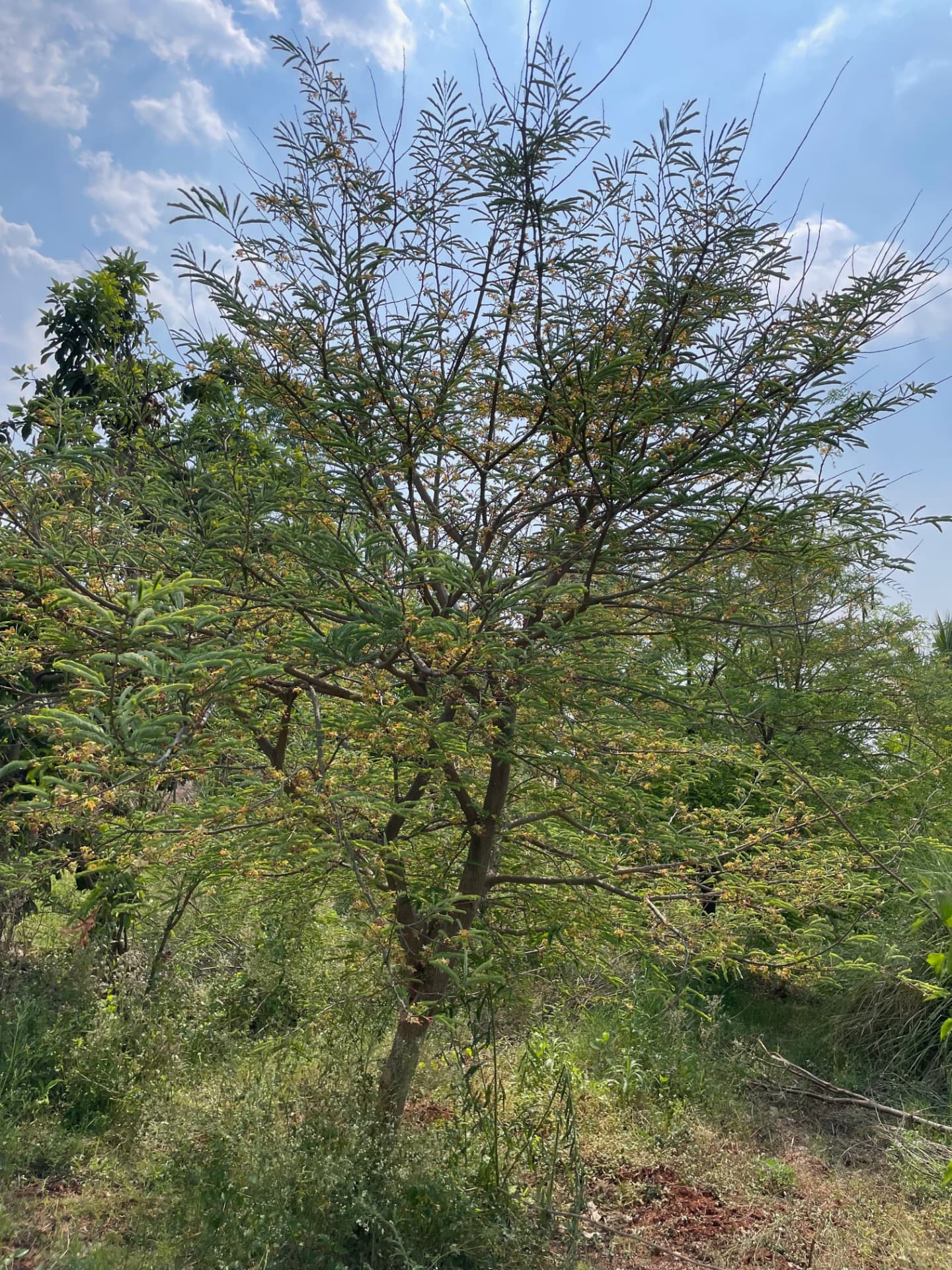 A tall flowering tree in bloom against a blue sky with clouds