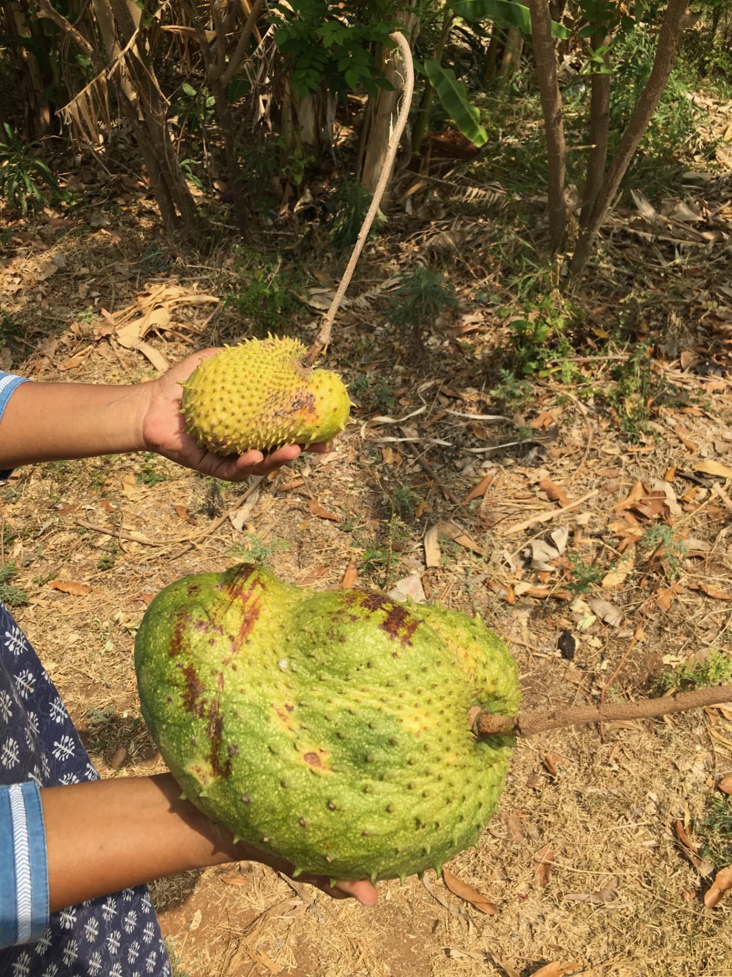 Two harvested soursop fruits held in hand at the farm