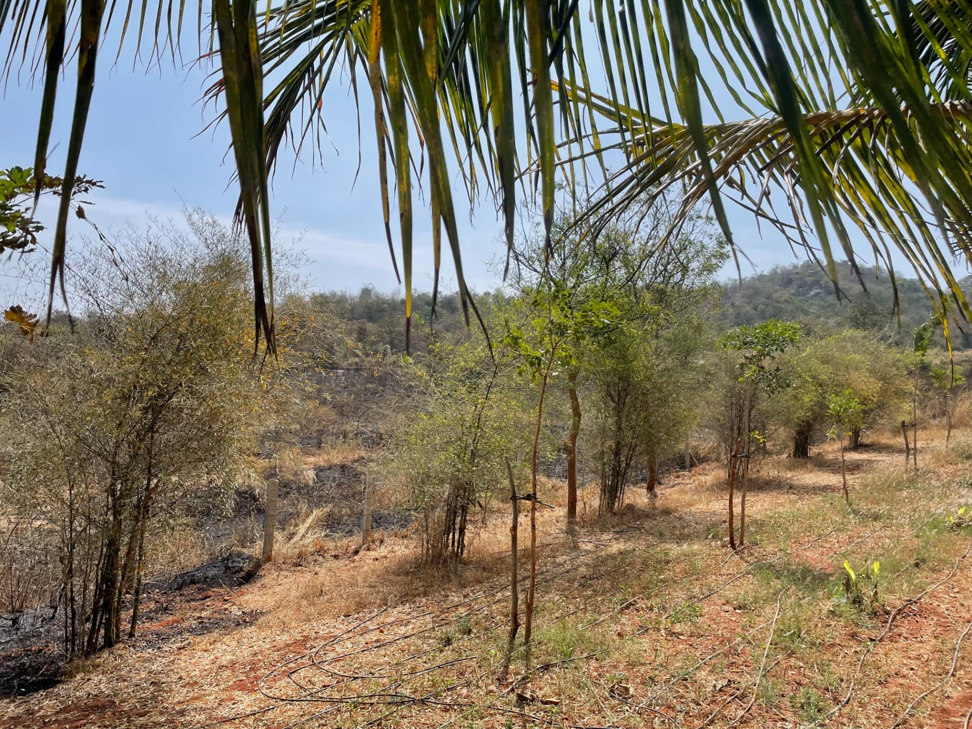 Dry summer slope with young trees and burnt grass under a coconut frond