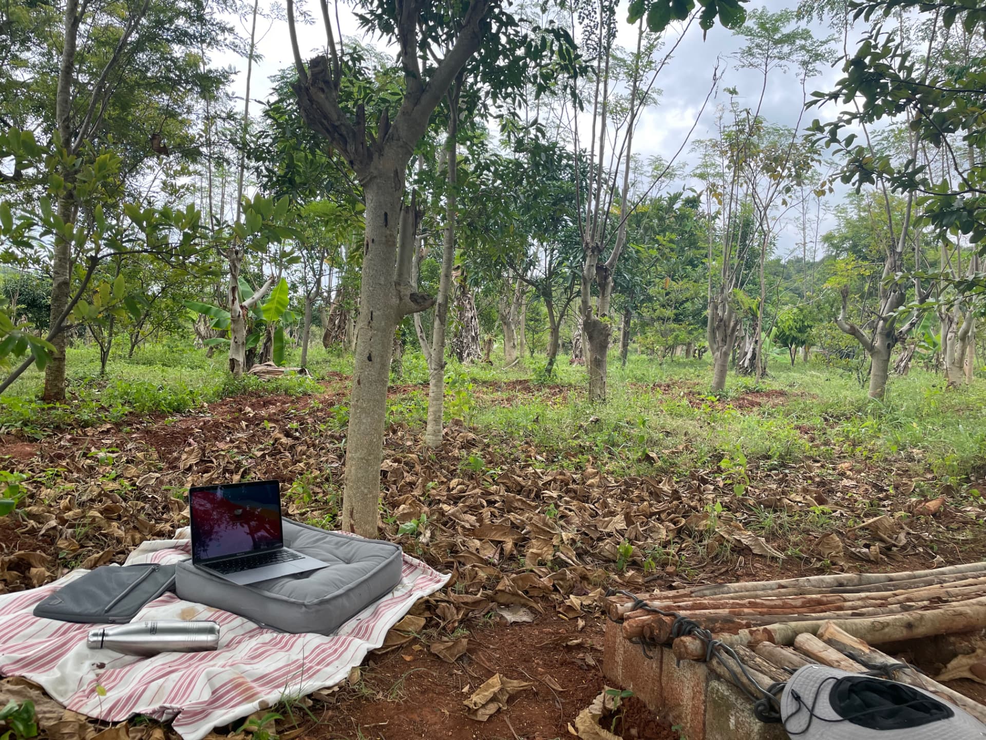 Laptop on a mat under trees in the middle of the farm grove