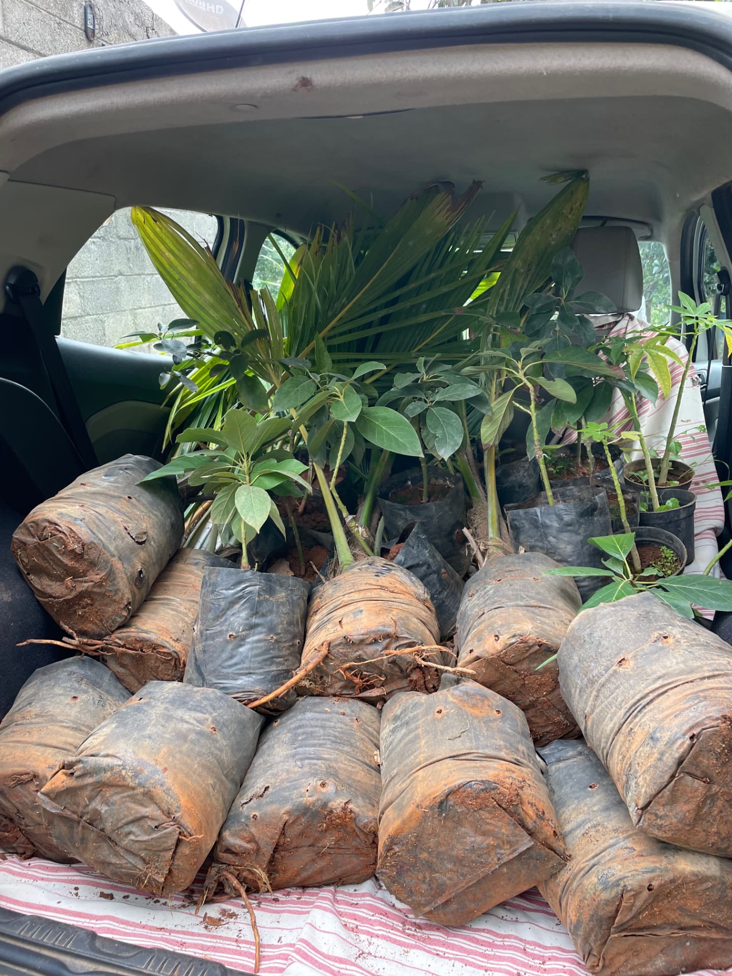 Car boot loaded with avocado, palm and other saplings in nursery bags