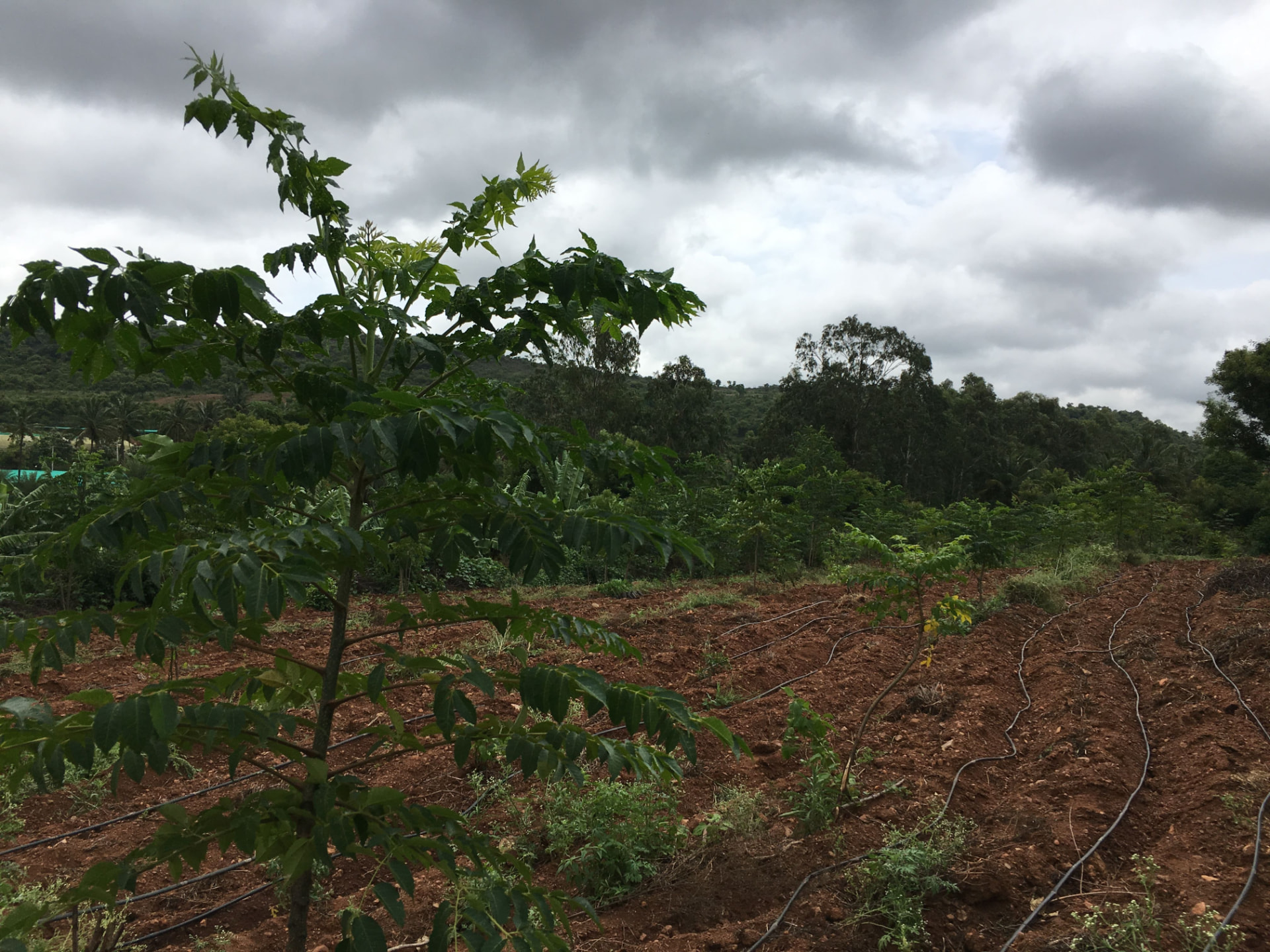 Young timber saplings and fruit trees growing across the farm