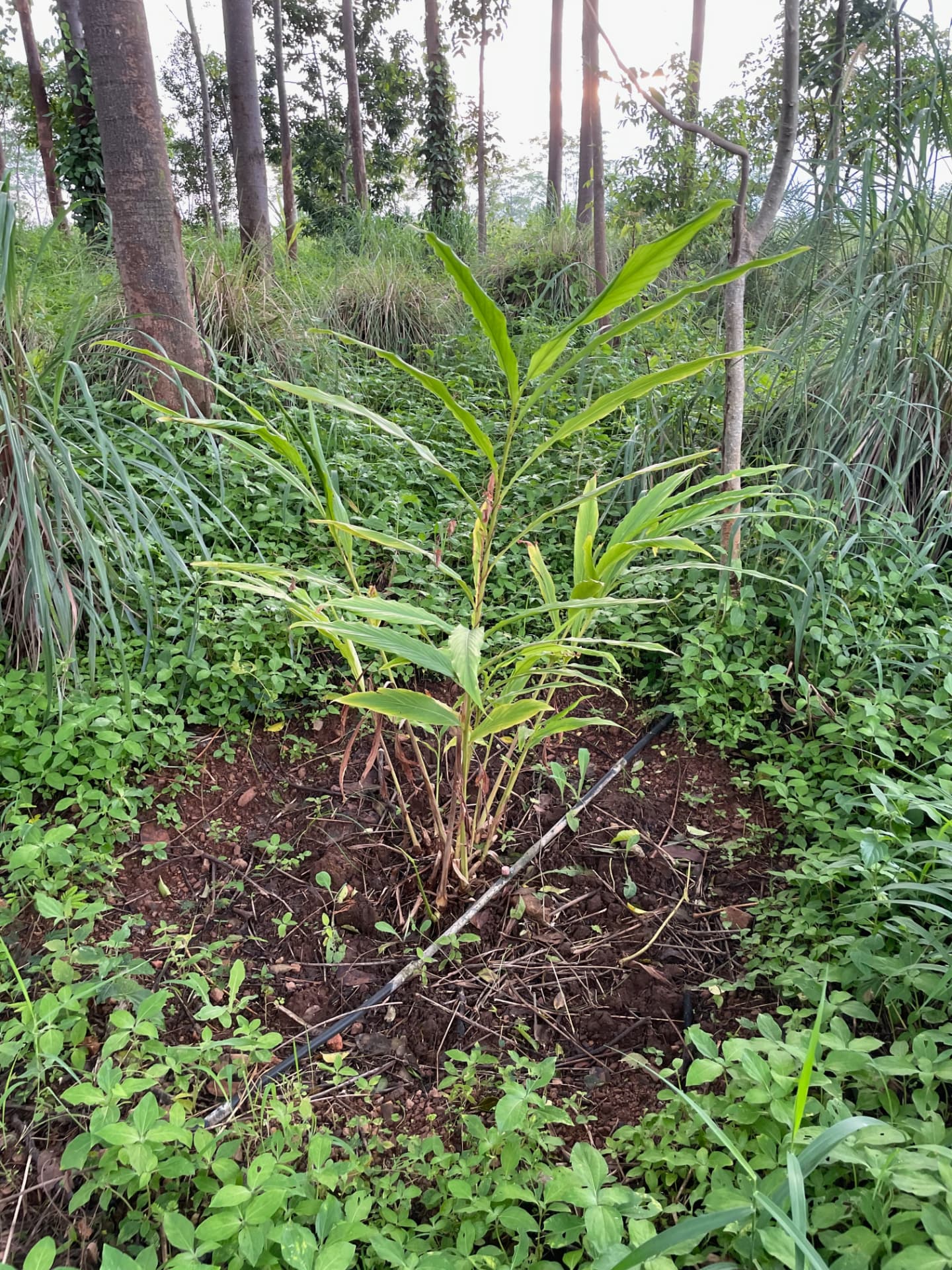 A healthy turmeric clump growing between timber trees under drip line